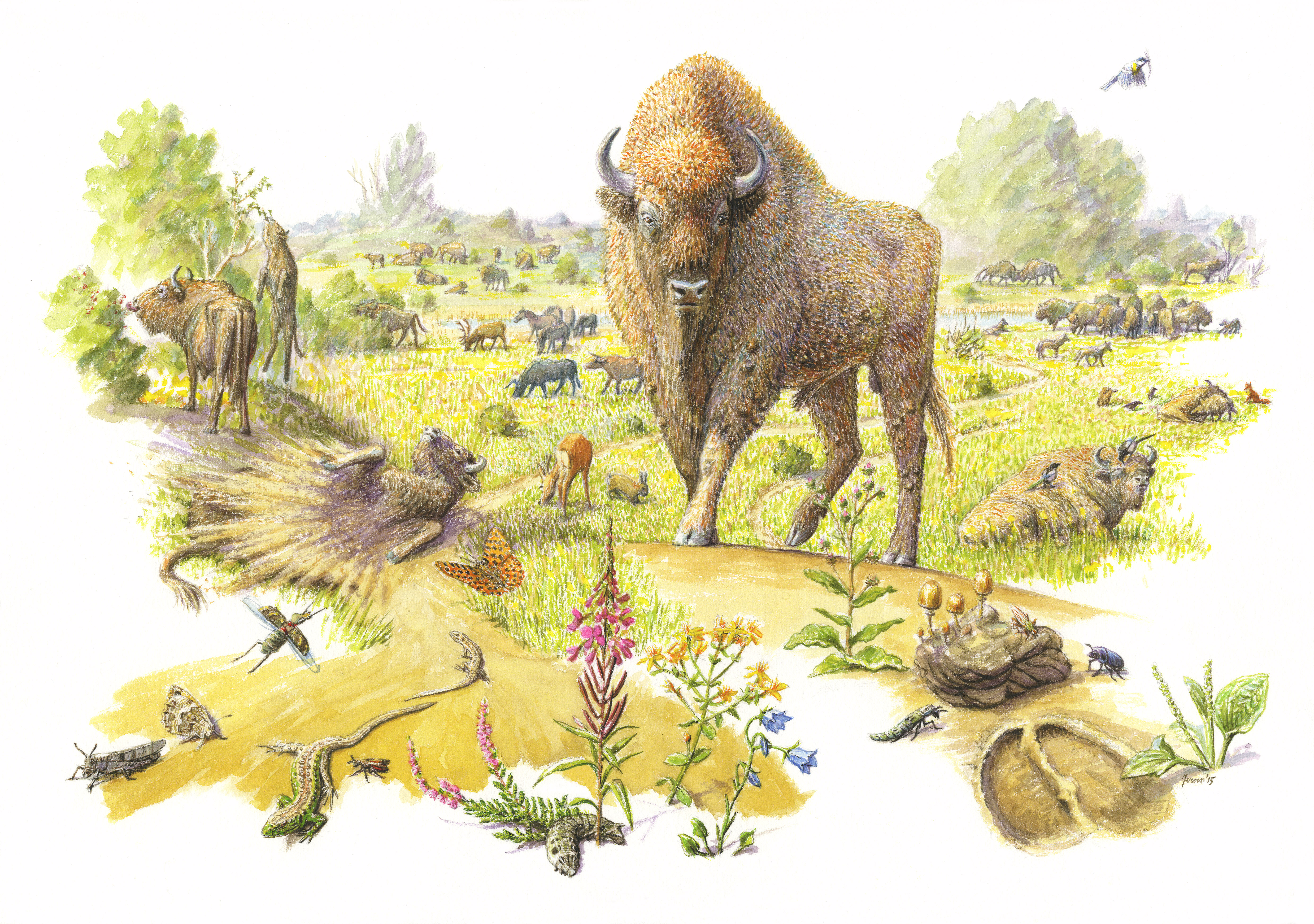 Wisent, tekening: Jeroen Helmer