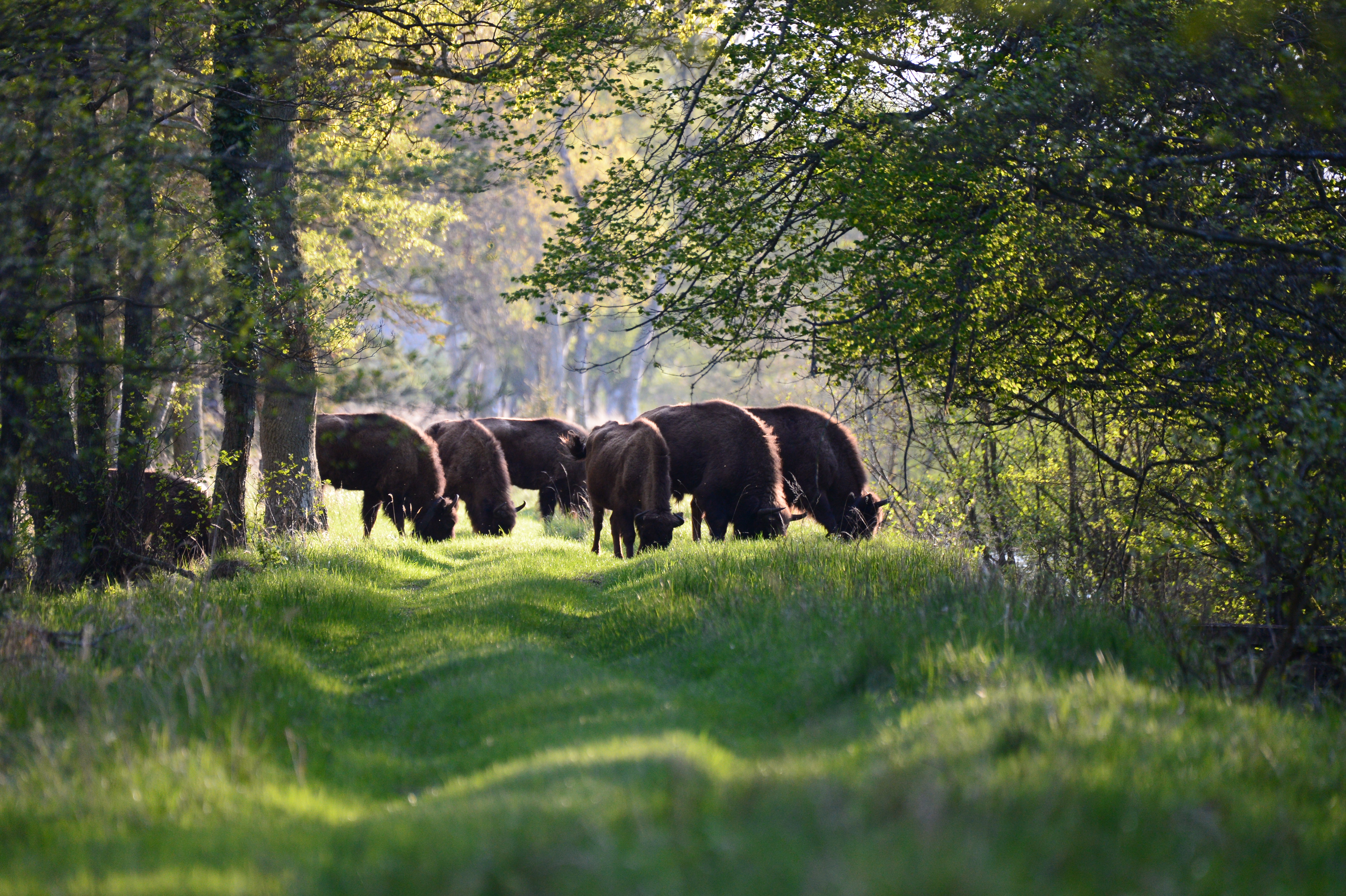 Wisenten in natuurgebied Lille Vildmose, hun nieuwe thuishaven in Noord-Denemarken. Foto: Lille Vildmose