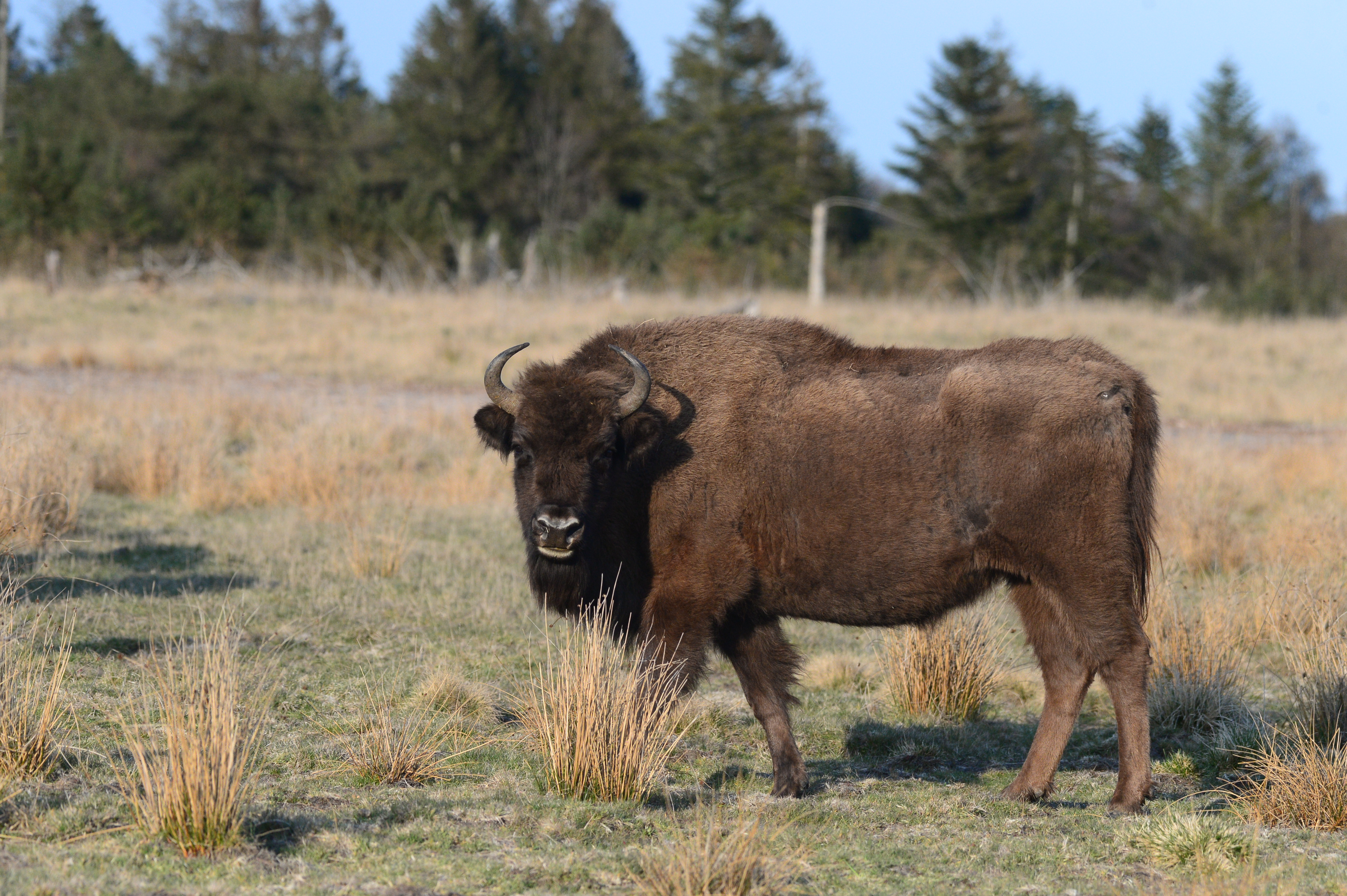 De wisent is het grootste, nog levende landzoogdier in Europa. Foto: Lille Vildmose
