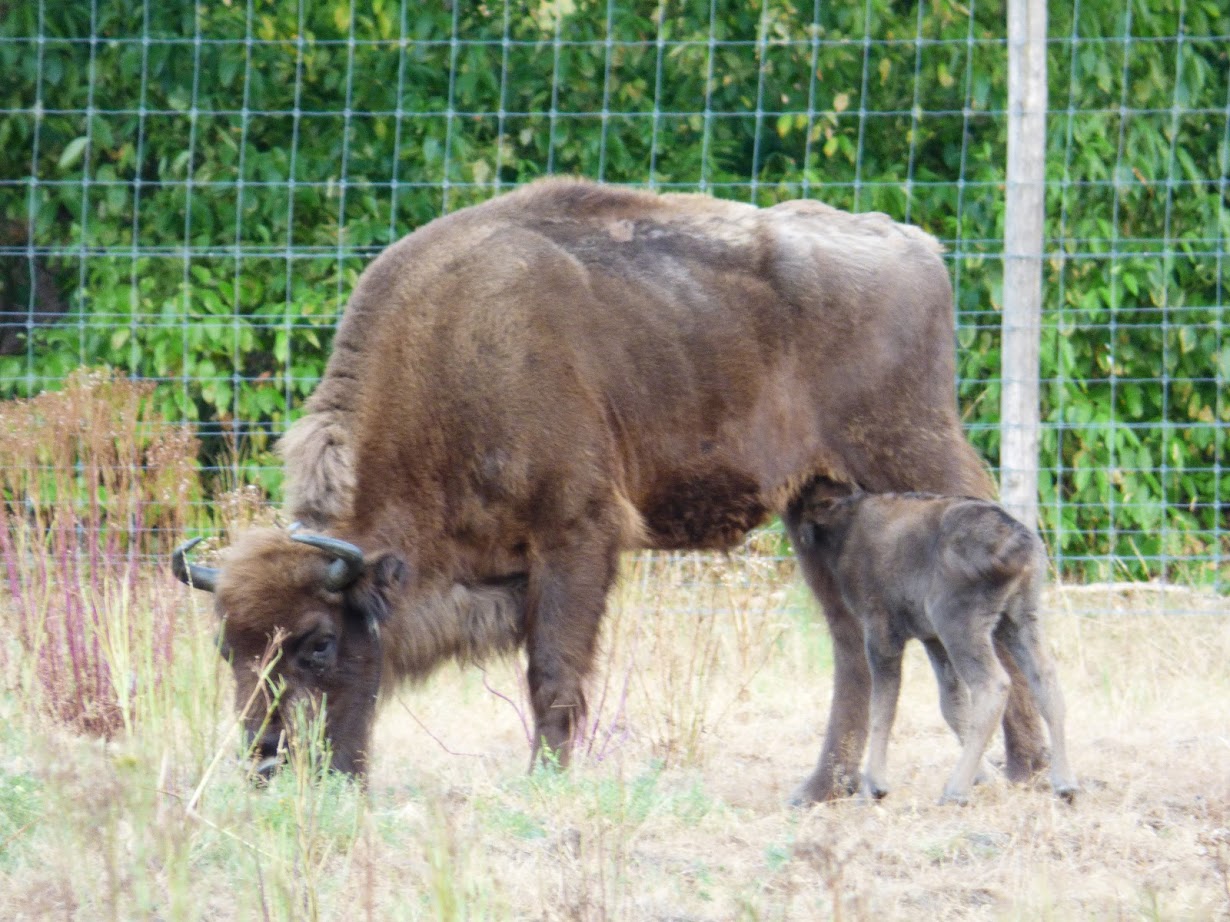 Wisentkalf Veluwe 2018. Foto: Paul Milo