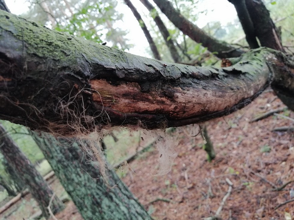 Een beschadigde vogelkers met enkele sporen die wijzen naar de daders. Foto: Gijs Hekkert