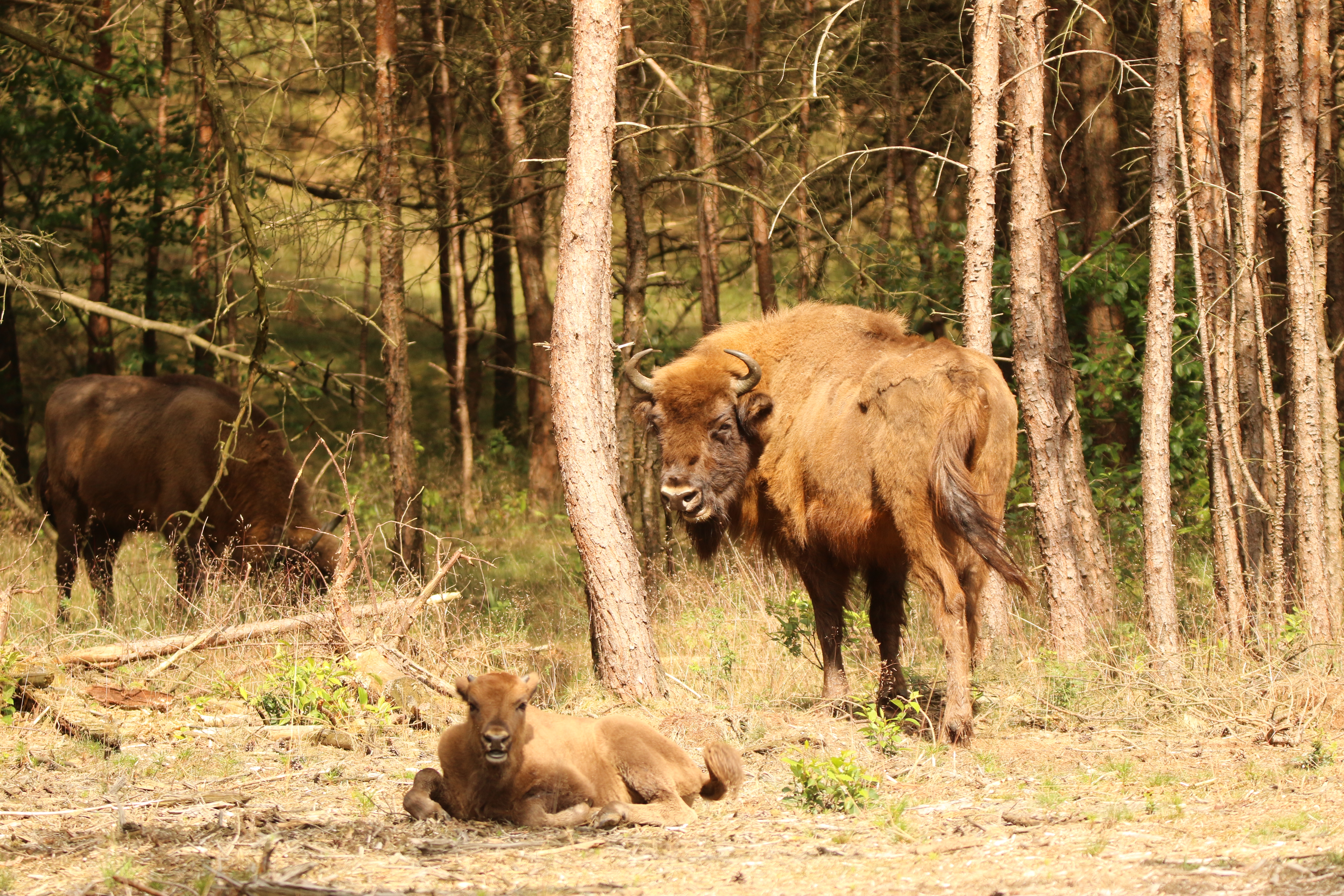 Wisent op de Veluwe, foto: Yvonne Verhoef