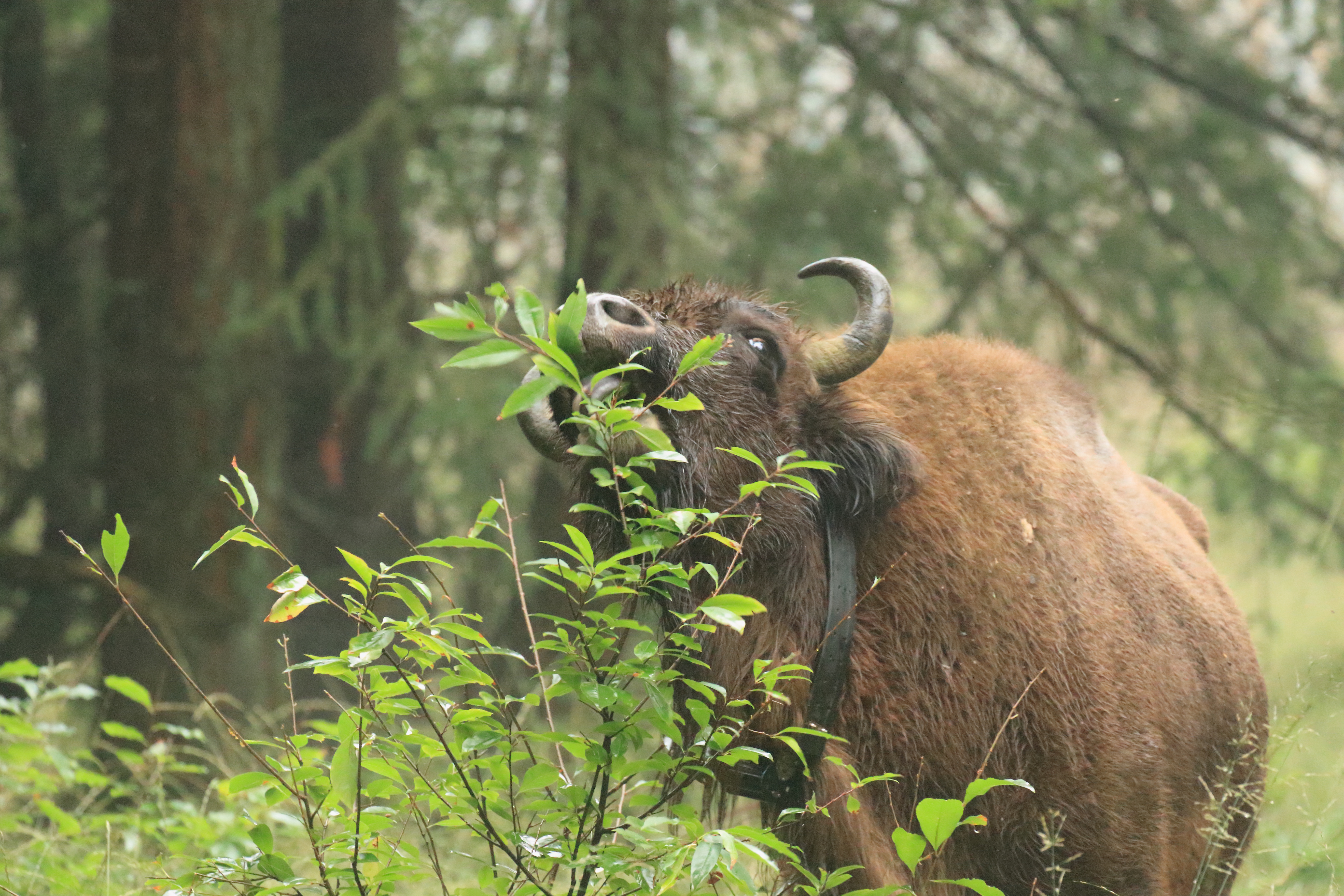 Wisent op de Veluwe snoeit Amerikaanse vogelkers