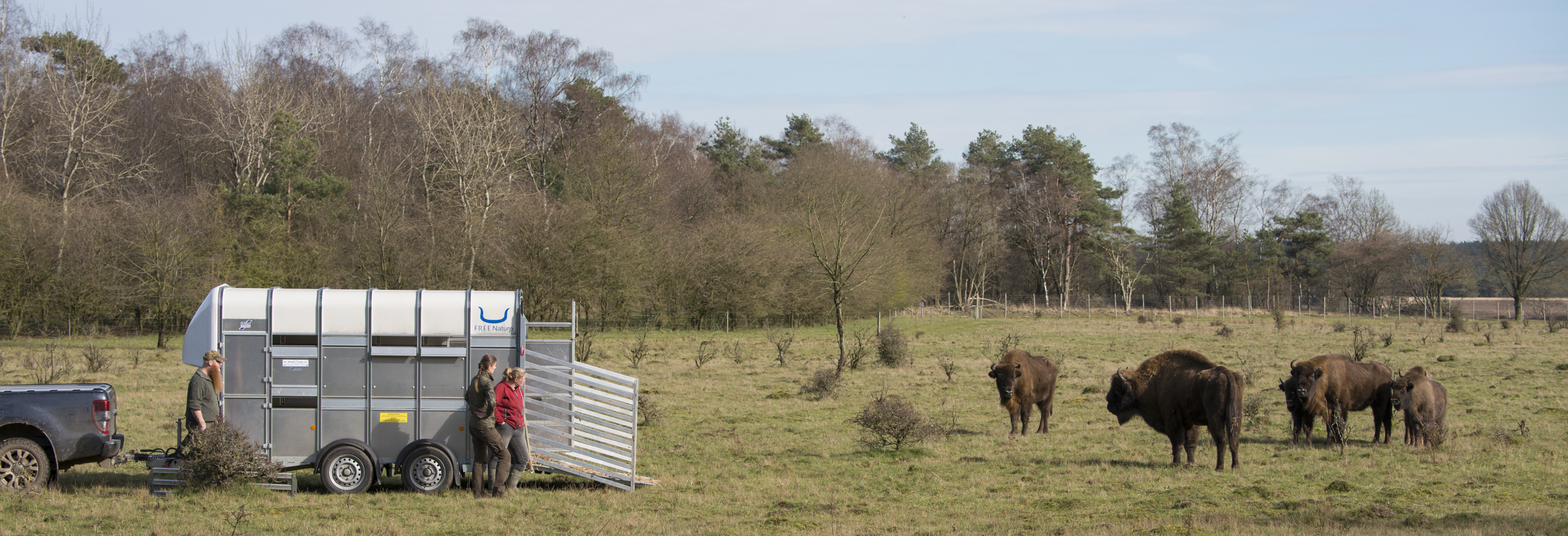 Veluwe verwelkomt grote wisentstier