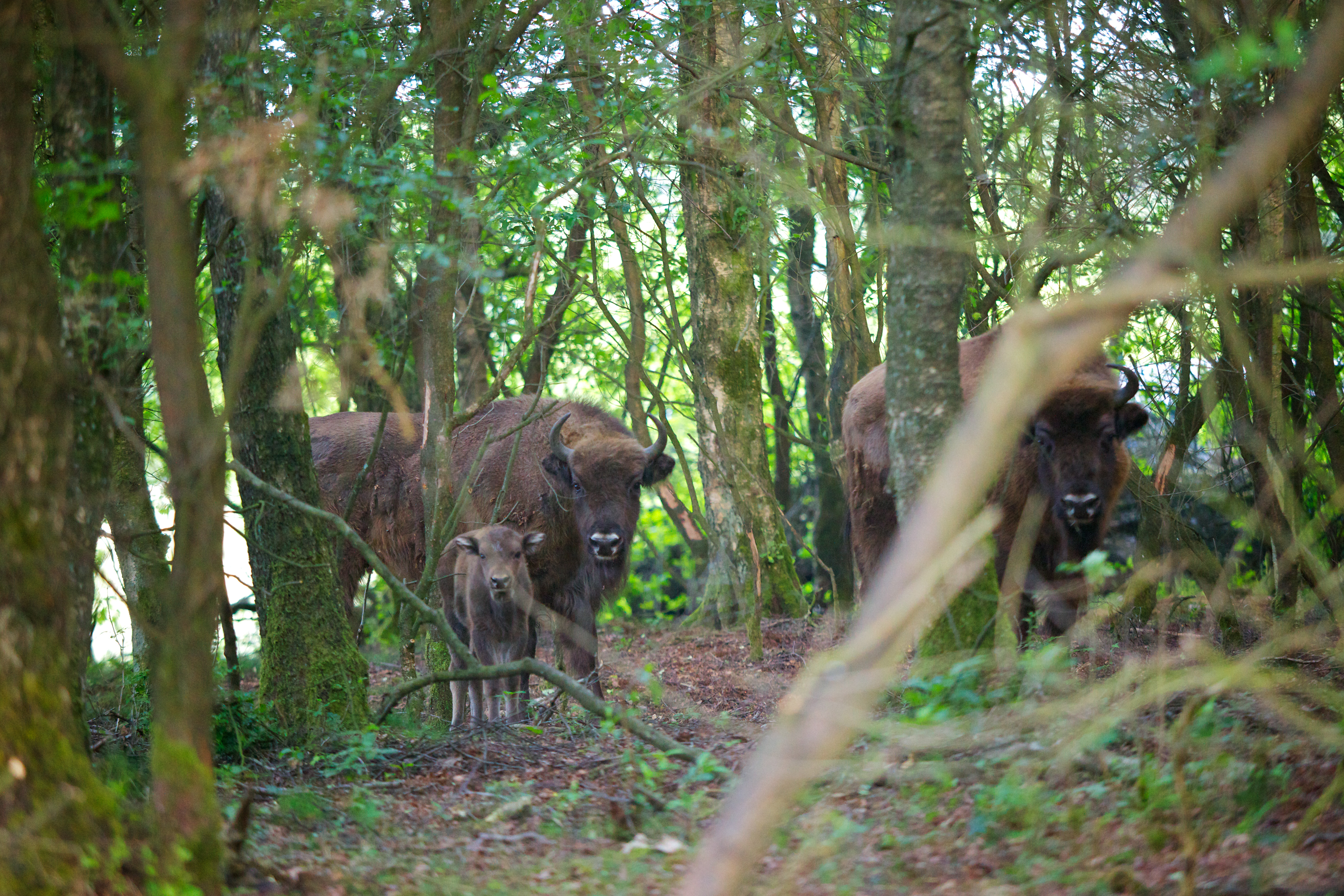 Wisenten op de Veluwe