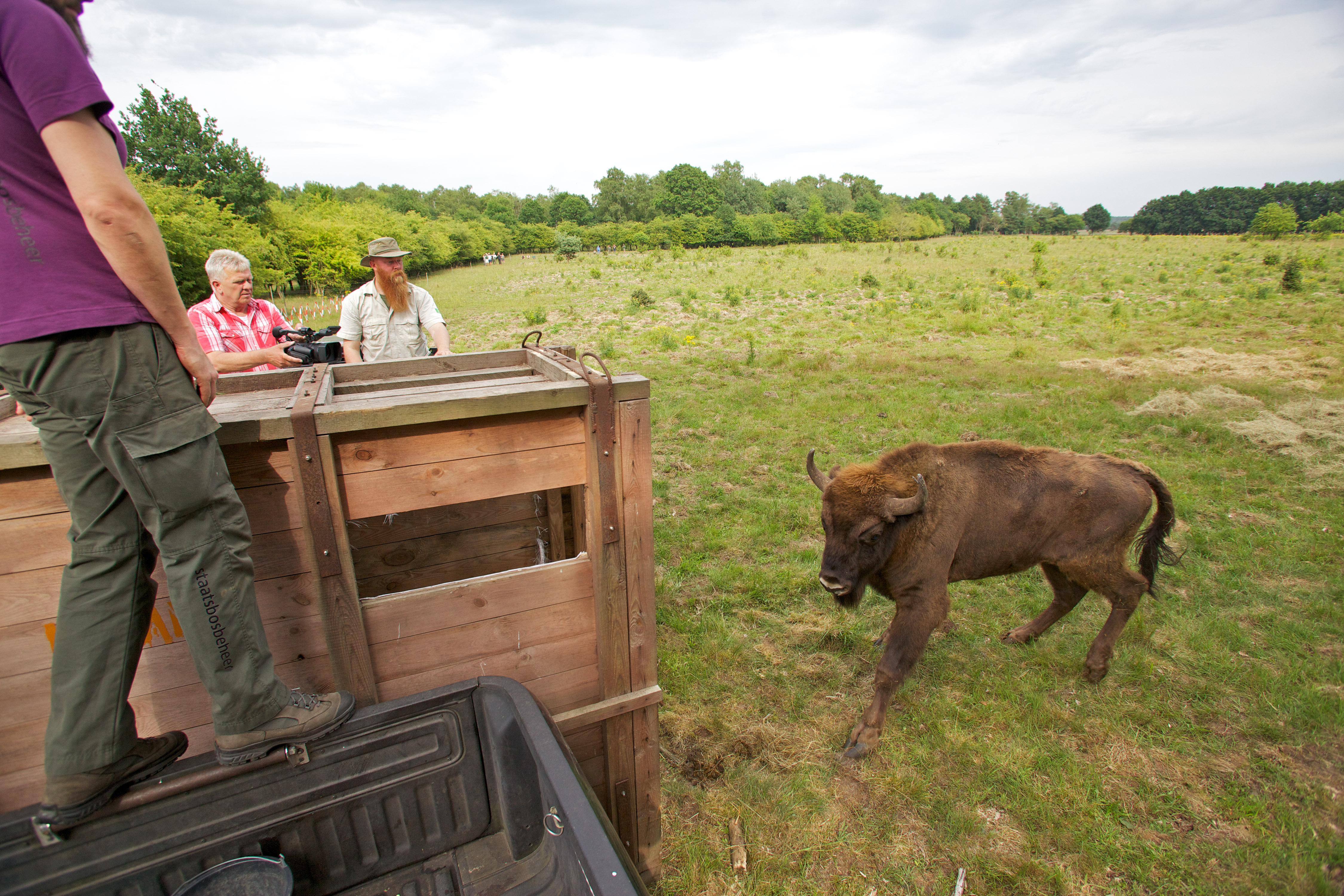 Uitzetten wisenten op de Veluwe
