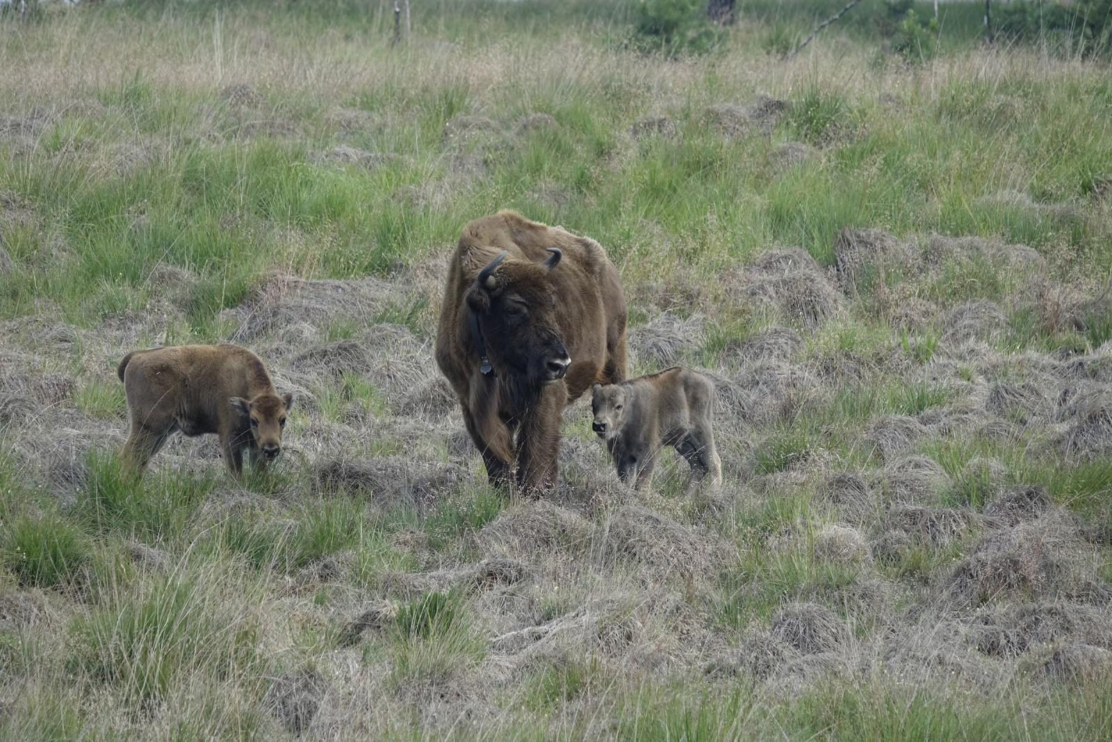 Wisentkalveren van 2019. Foto: Dirk Goudkuil, Staatsbosbeheer