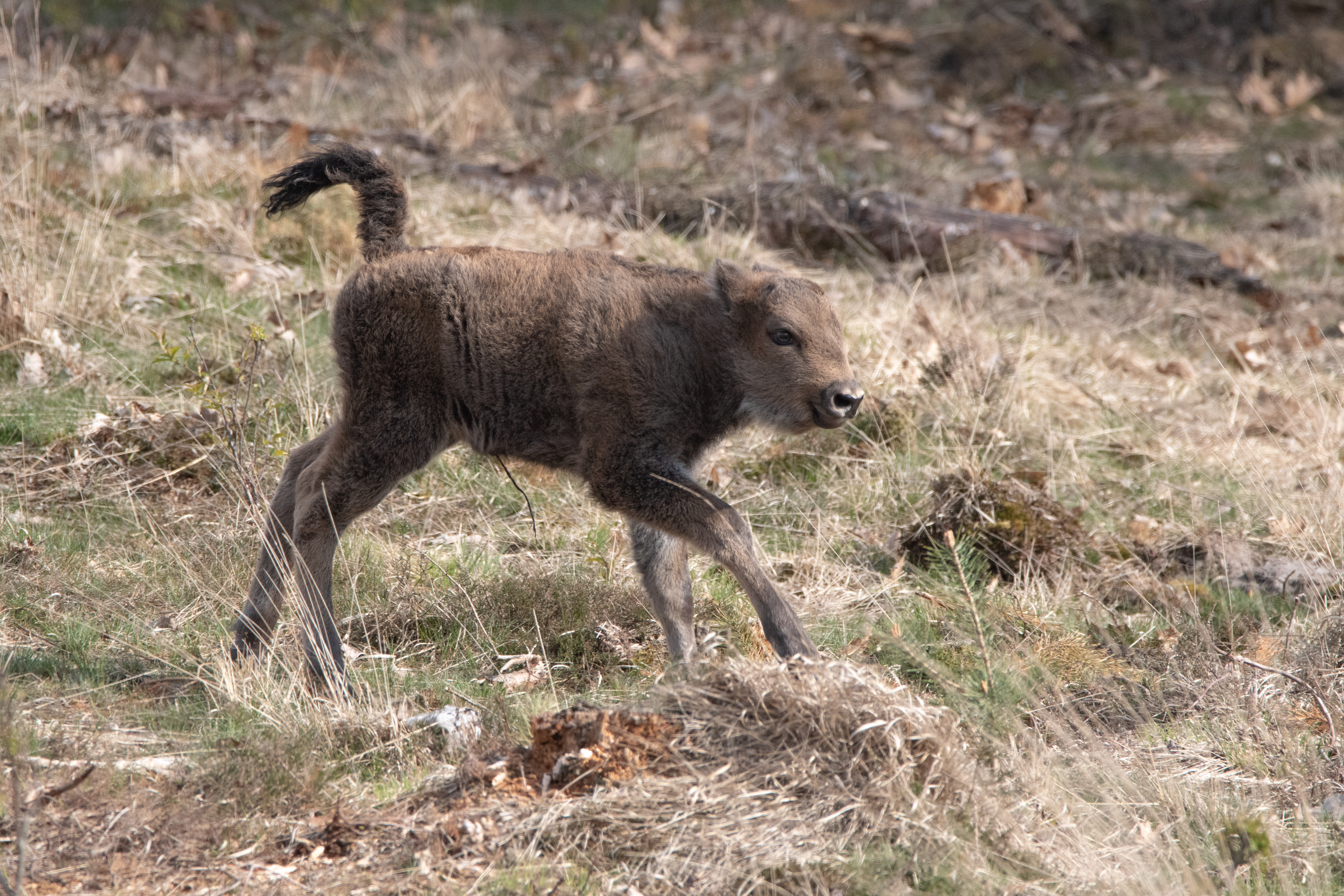 Eerste Veluwse wisent-koekalf. Foto: Dirk Goudkuil, Staatsbosbeheer