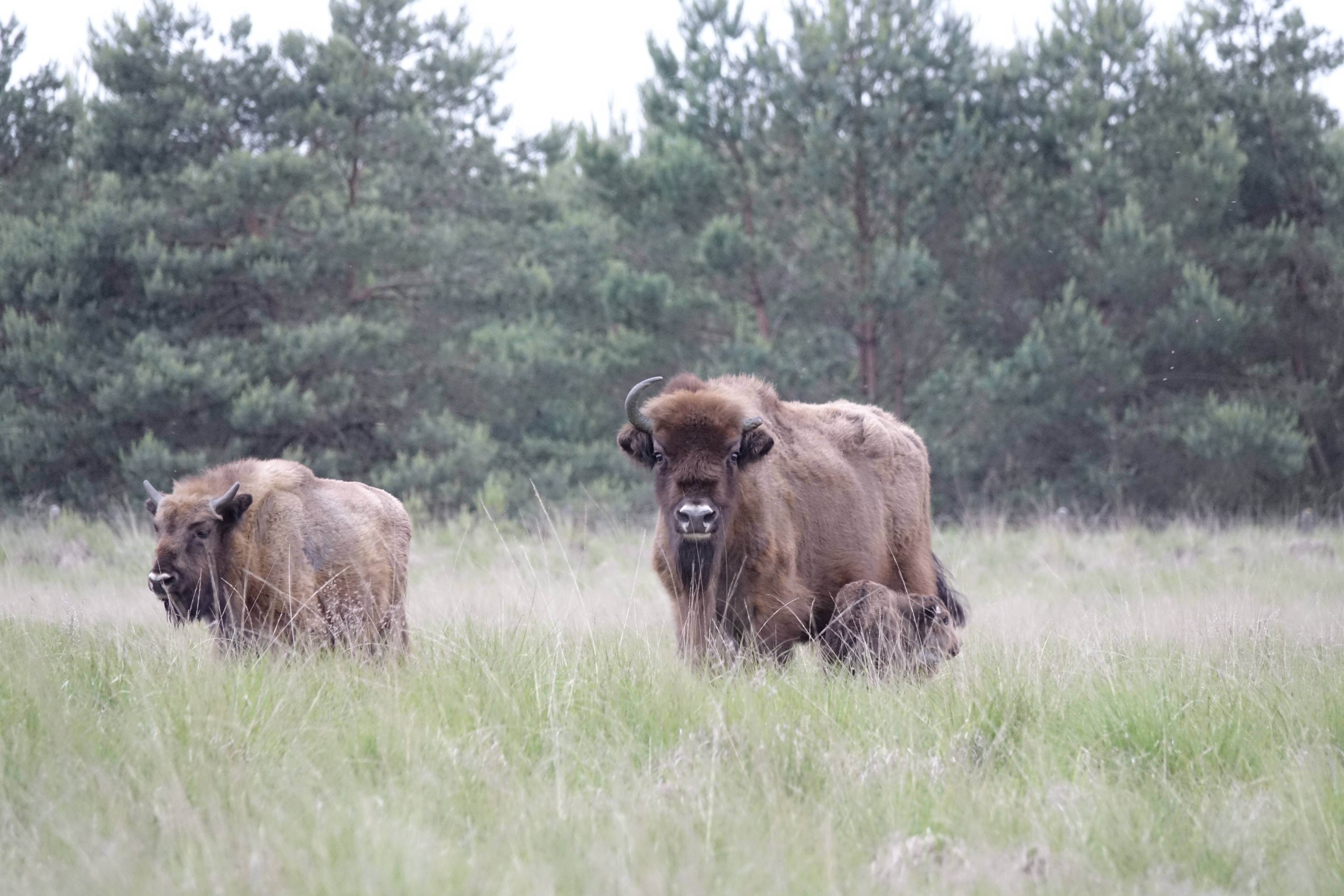 Wisentkalf geboren op de Veluwe. Foto: Dirk Goudkuil, Staatsbosbeheer