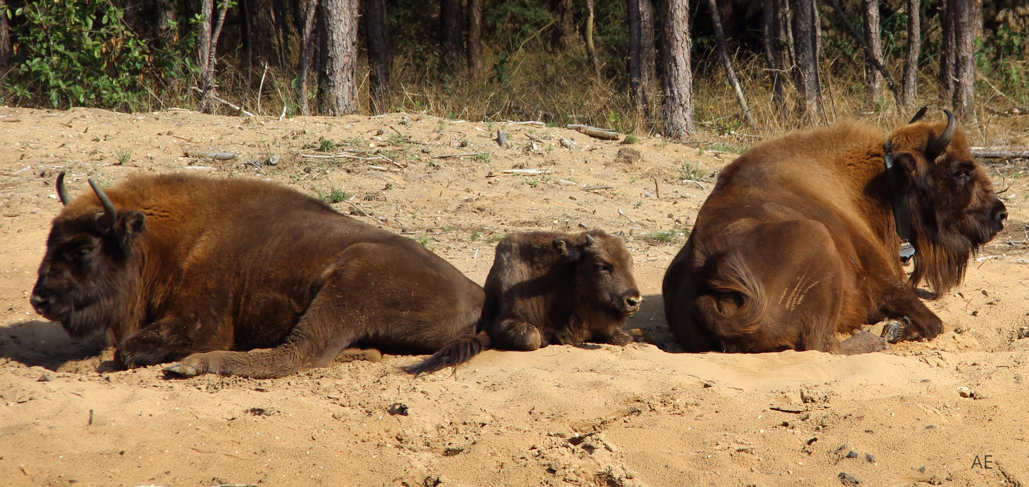 Drie van de wisenten op de Veluwe. Rechts de oudste koe met GPS-halsband. Foto: Yvonne Verhoef