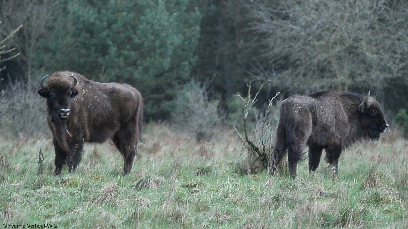Wisenten op de Veluwe, foto: Yvonne Verhoef (vrijwilliger Stichting Wisent op de Veluwe)