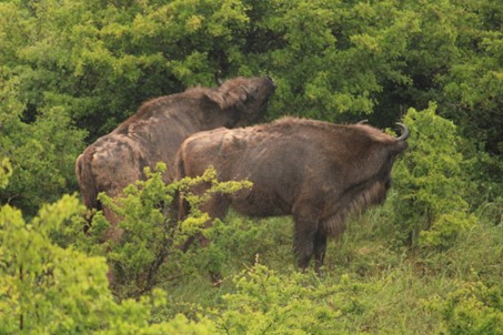 Wisenten in Nationaal Park Kennemerland
