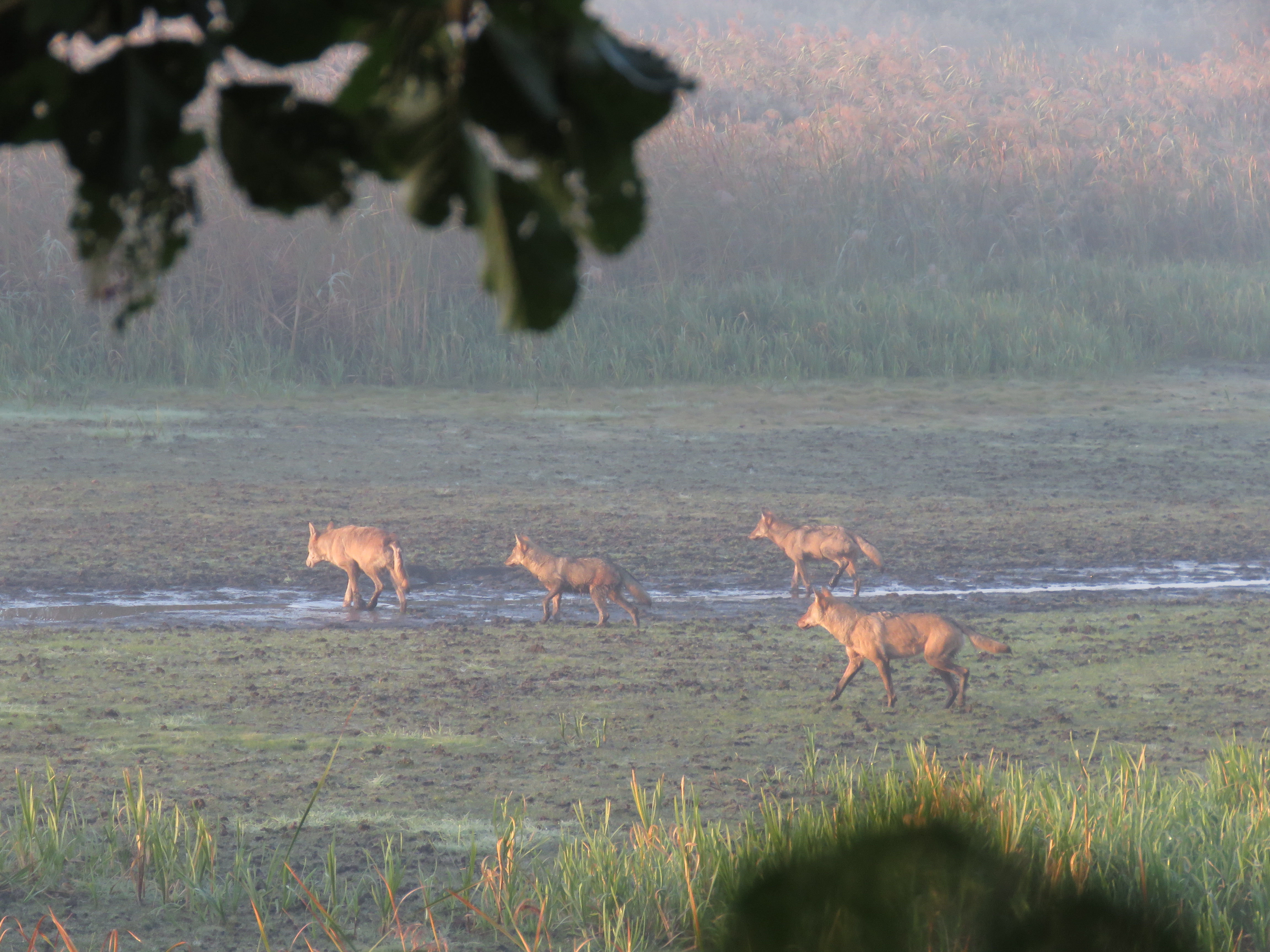 Wolvenroedel op jacht. Foto: Cees van Kempen / IWP
