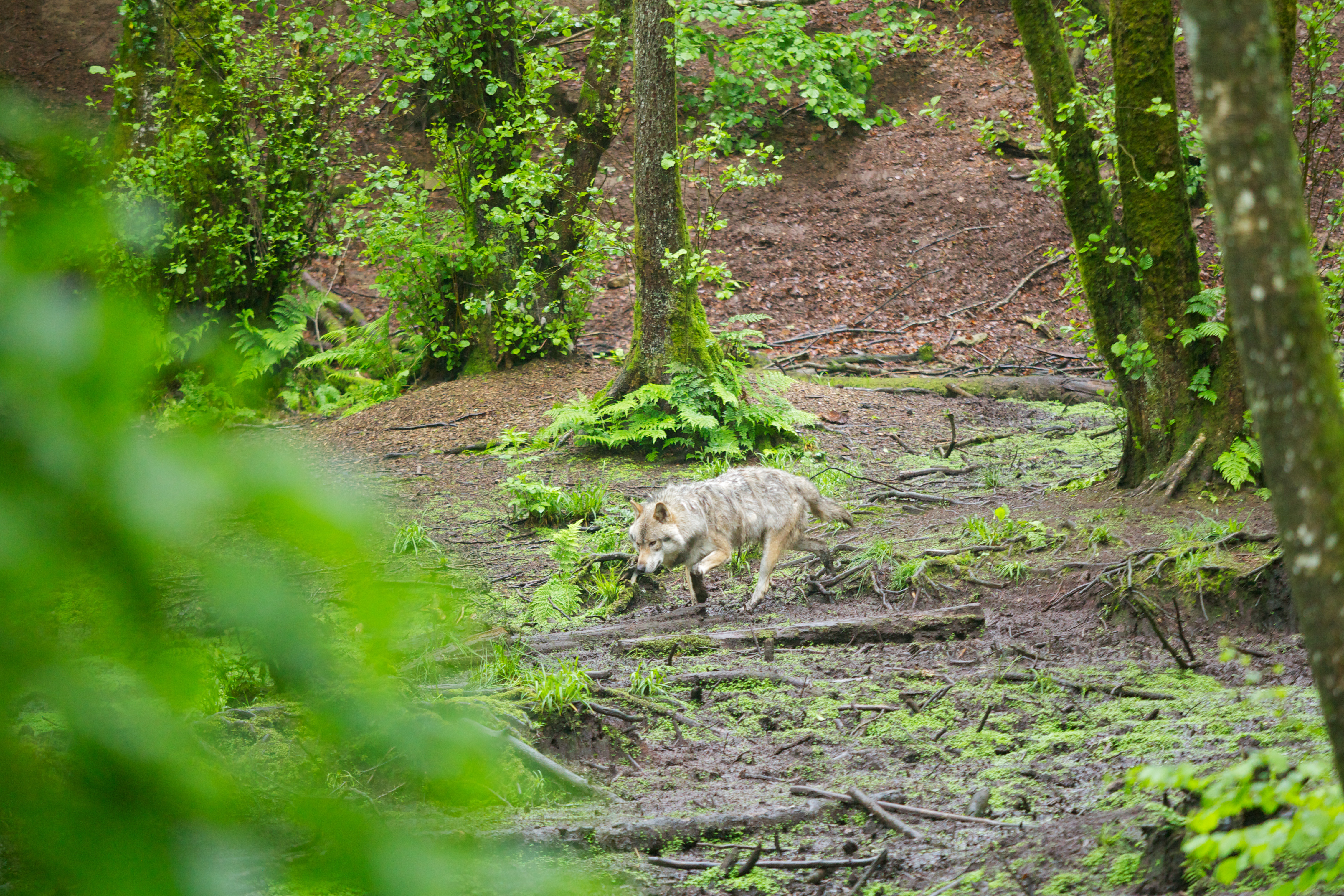 Europese grijze wolf