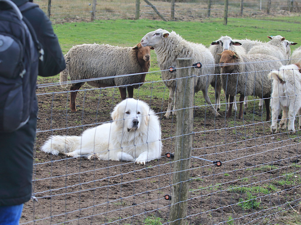 Deze kuddewaakhond lijkt hier ontspannen te rusten, maar is eigenlijk aan het werk. Door zich tussen bezoeker en kudde te plaatsen is hij er altijd op tijd bij als dat nodig mocht zijn en geeft hij tegelijkertijd het signaal af dat deze kudde beschermd is