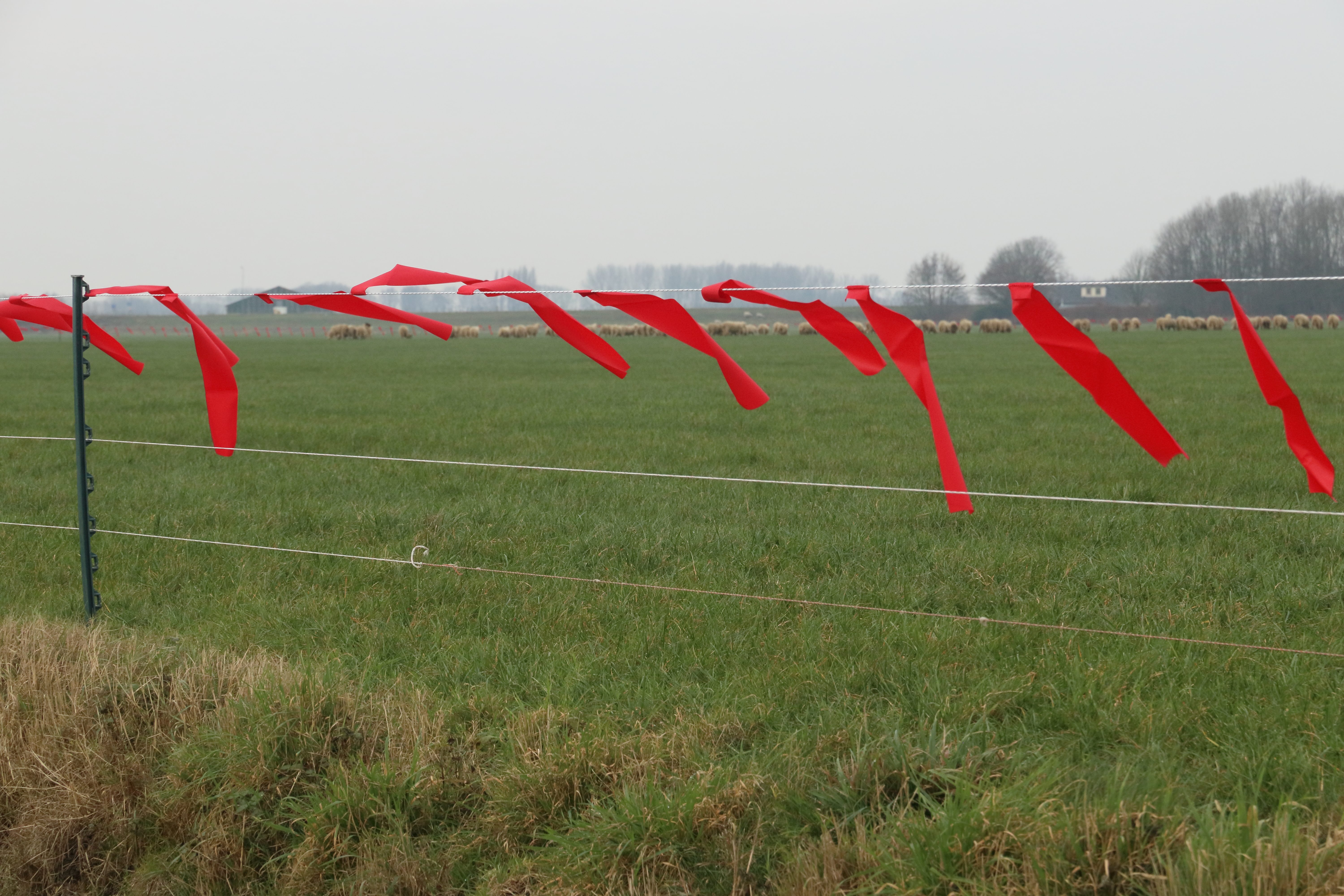 Uitrol van de turbo fladry voor het beschermen van schapen tegen de aanval van wolven