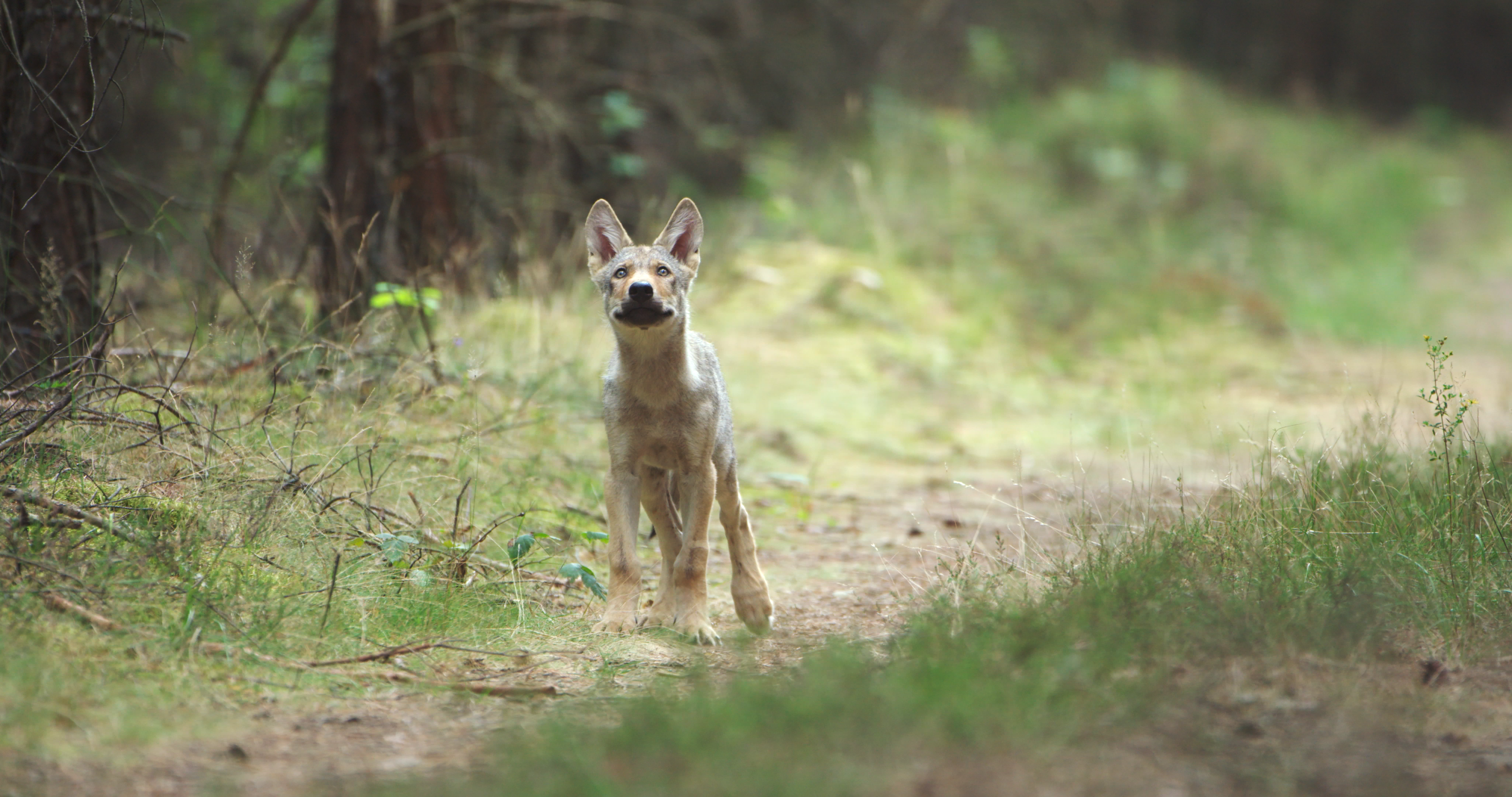 Wolvenpup Scout speelde de hoofdrol in een recente bioscoopfilm door Cees van Kempen. Foto: Cees van Kempen / IWP