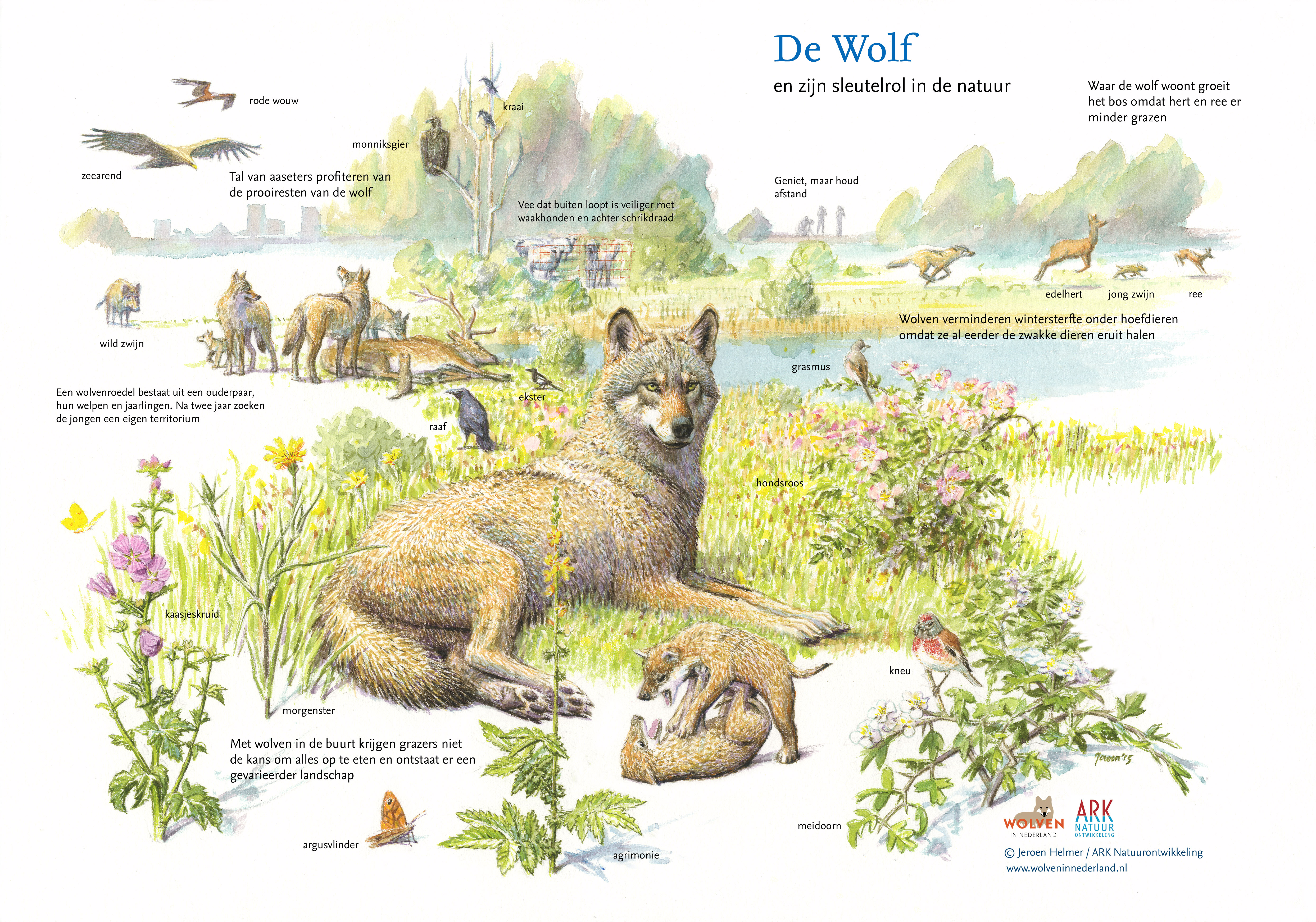 Sleutelrol van de wolf in de natuur