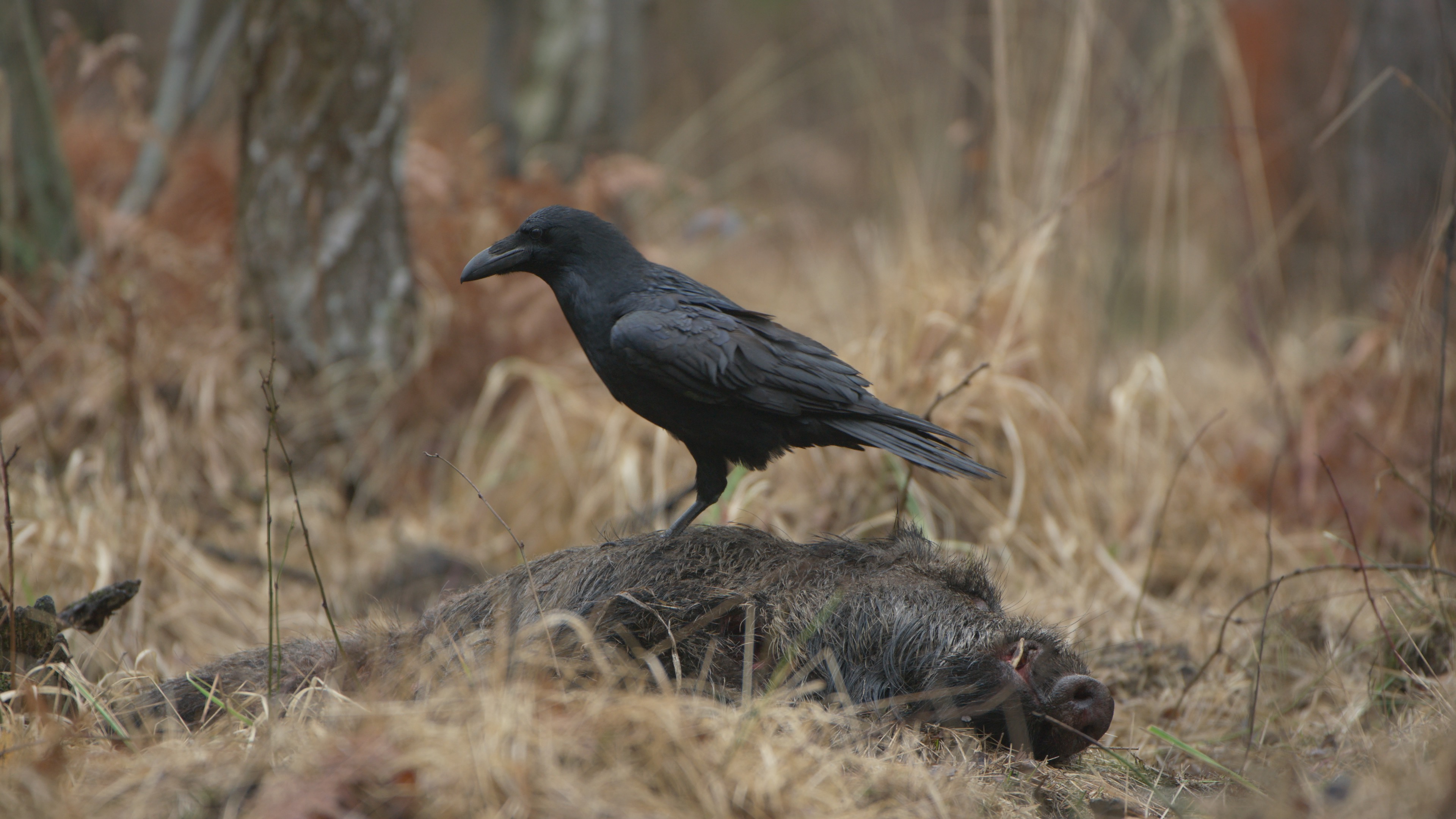 Raaf op wolvenprooi. Foto: Cees van Kempen / IWP
