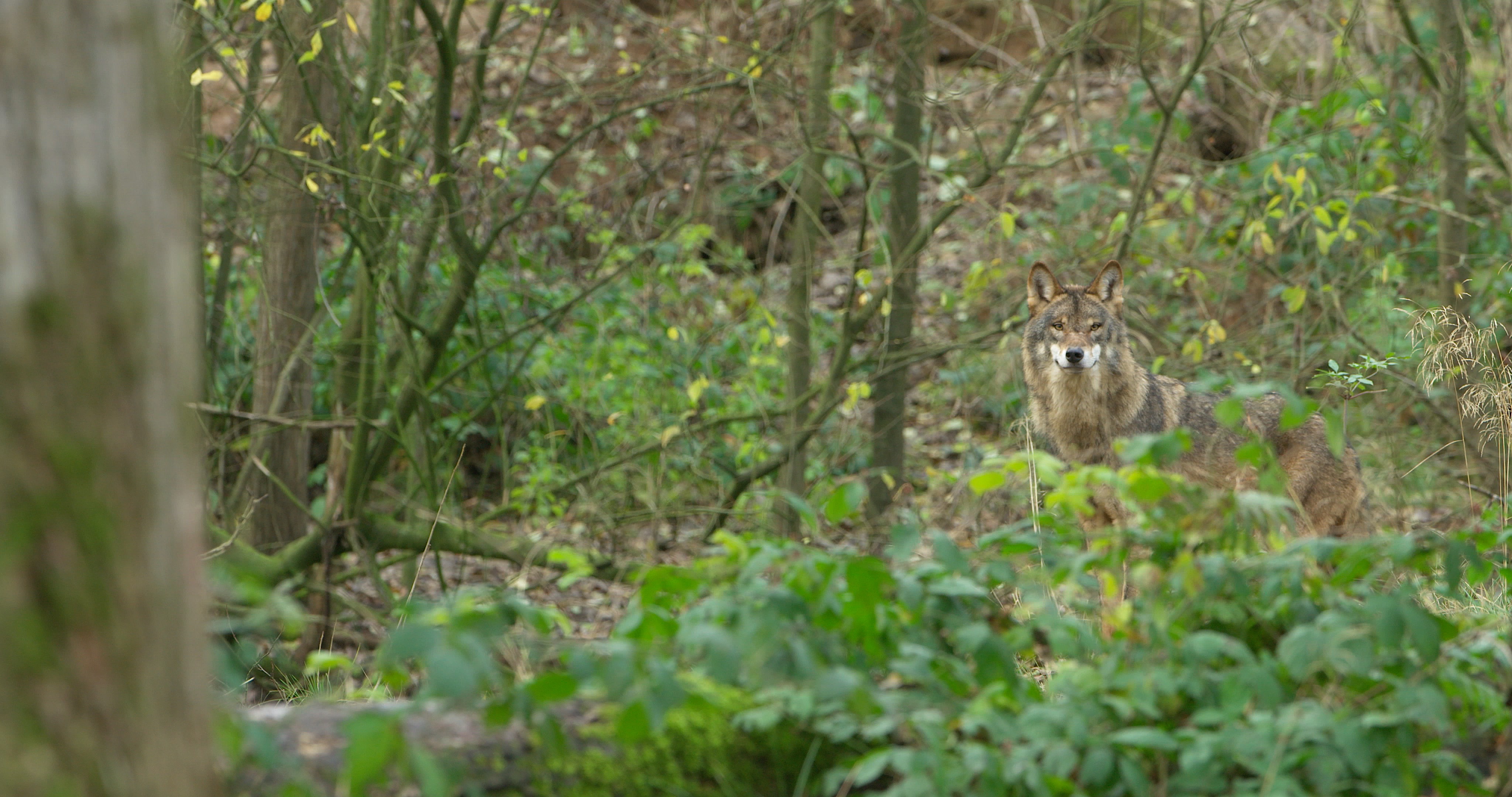 Close-up van een wolf in een enclosure in Duitsland. Foto: Cees van Kempen / IWP