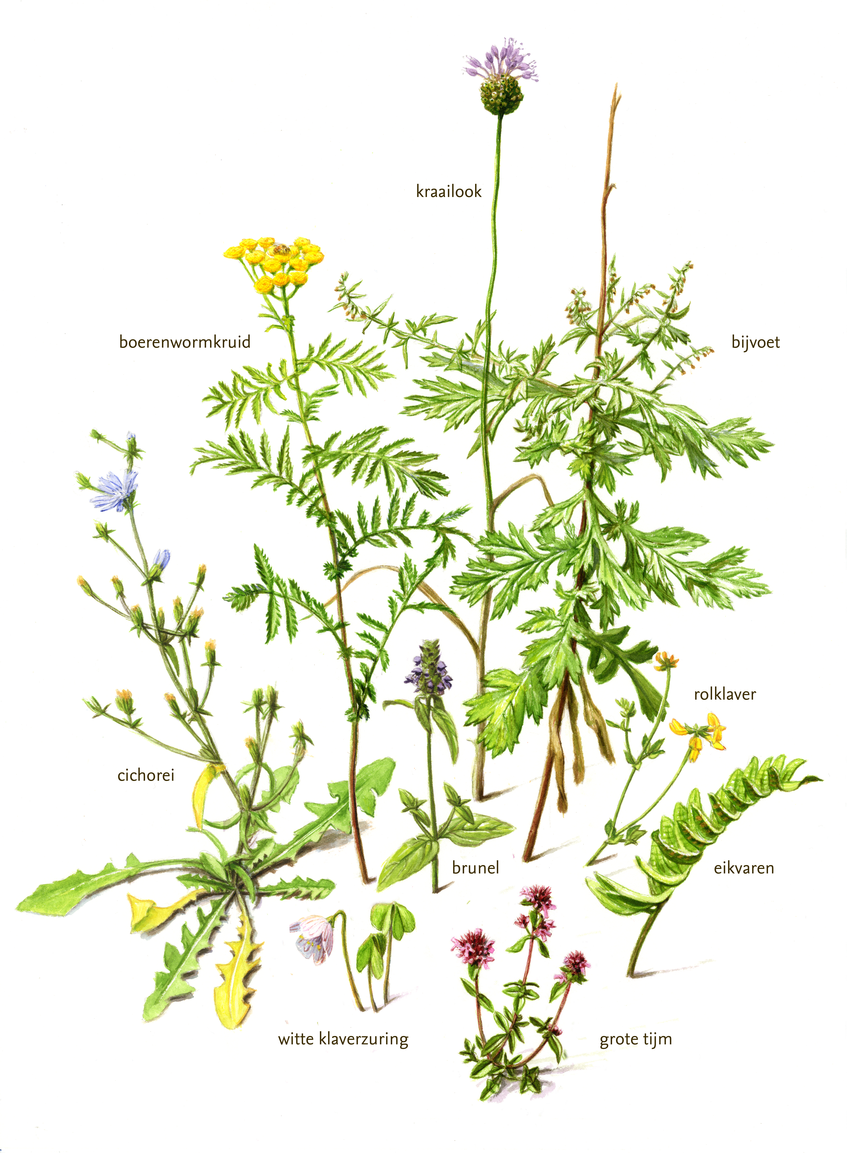 Kruiden met anti-parasitaire werking. Tekening: Jeroen Helmer