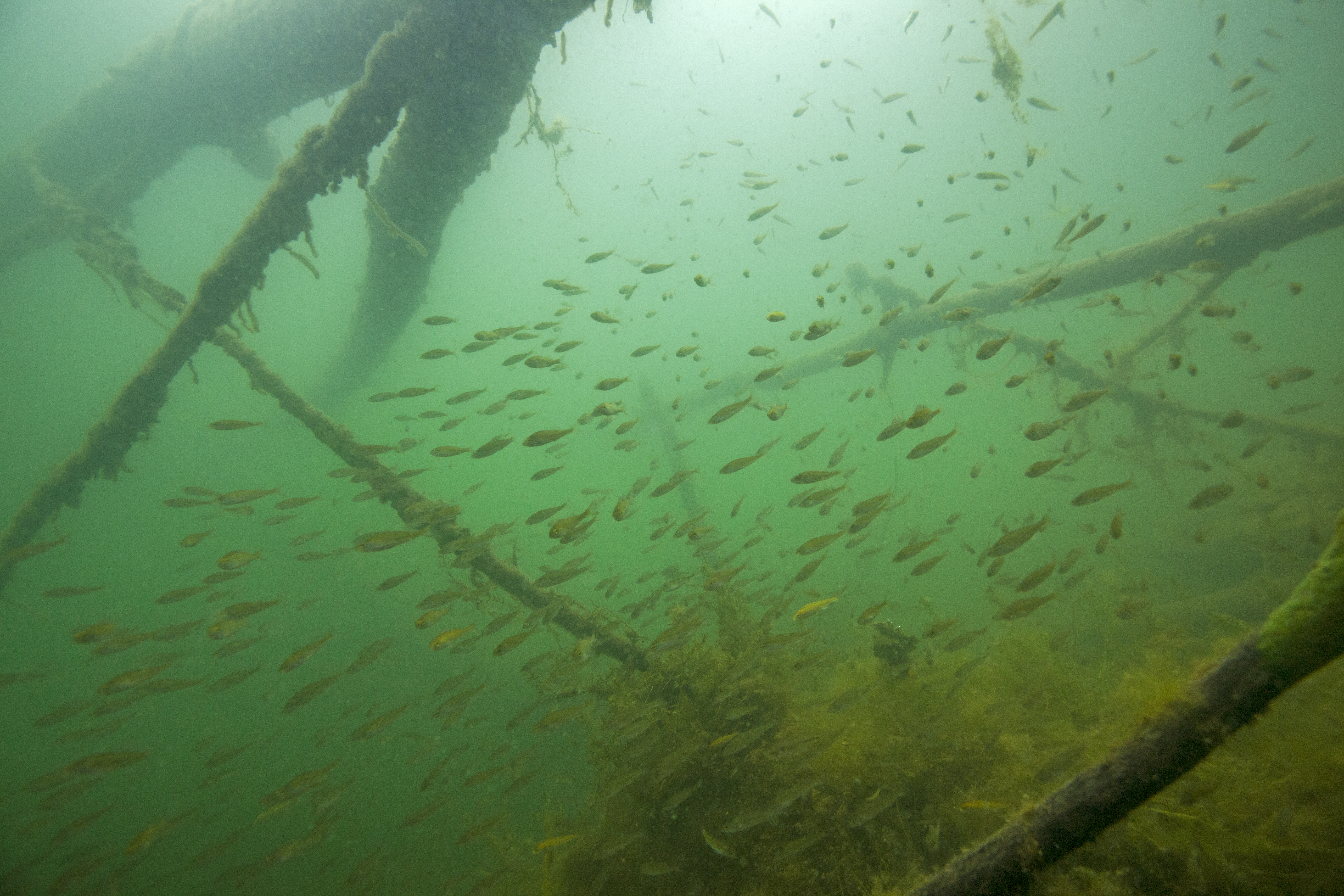 Baarsjes onder rivierhout. Foto: Matthijs de Vos 