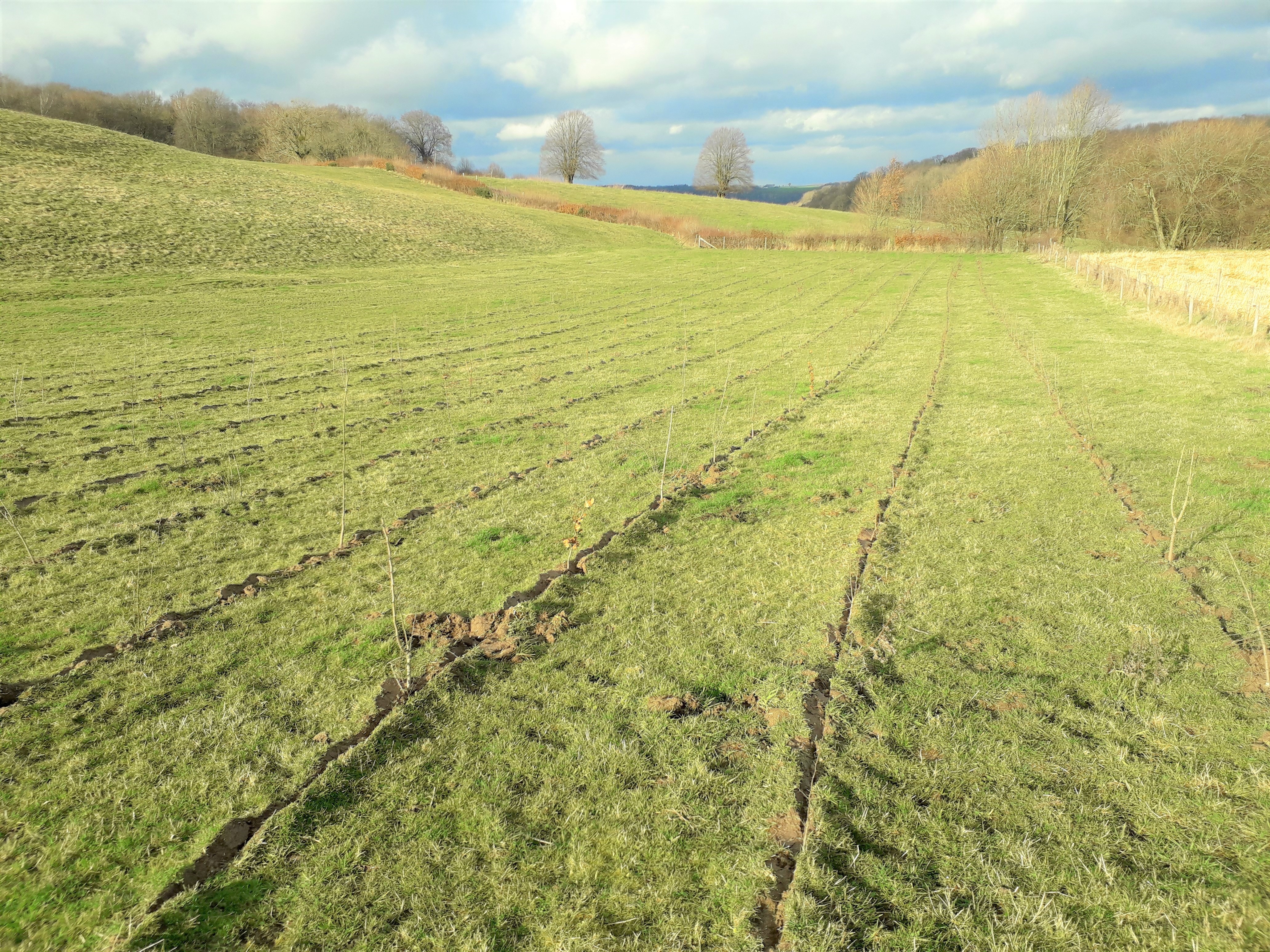 De vers aangeplante bomen en struiken zullen snel uitgroeien tot mooie hagen (foto Hettie Meertens)