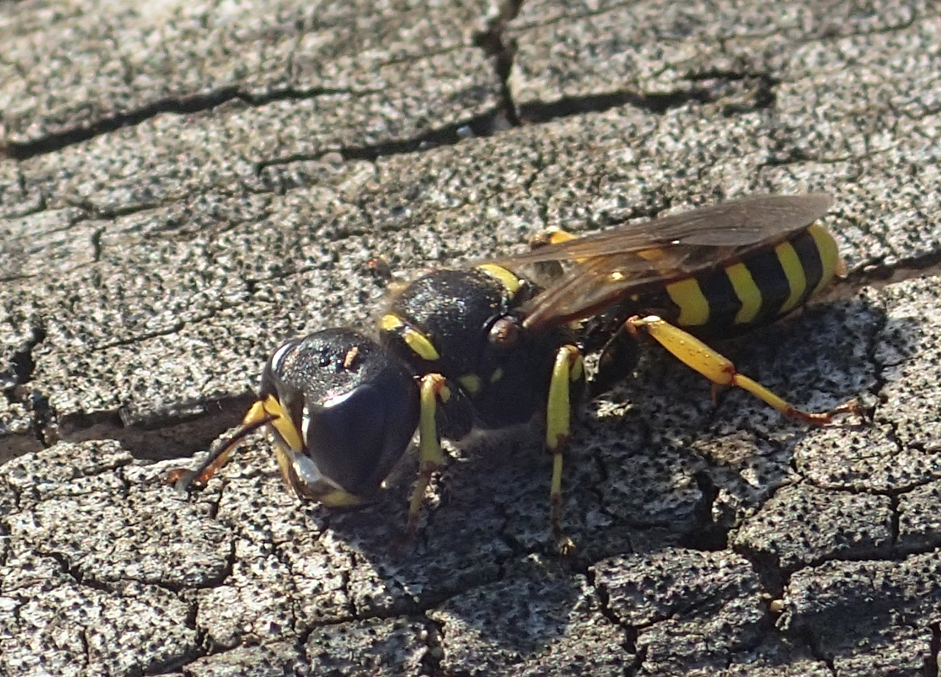 Blokhoofdwesp op dood hout