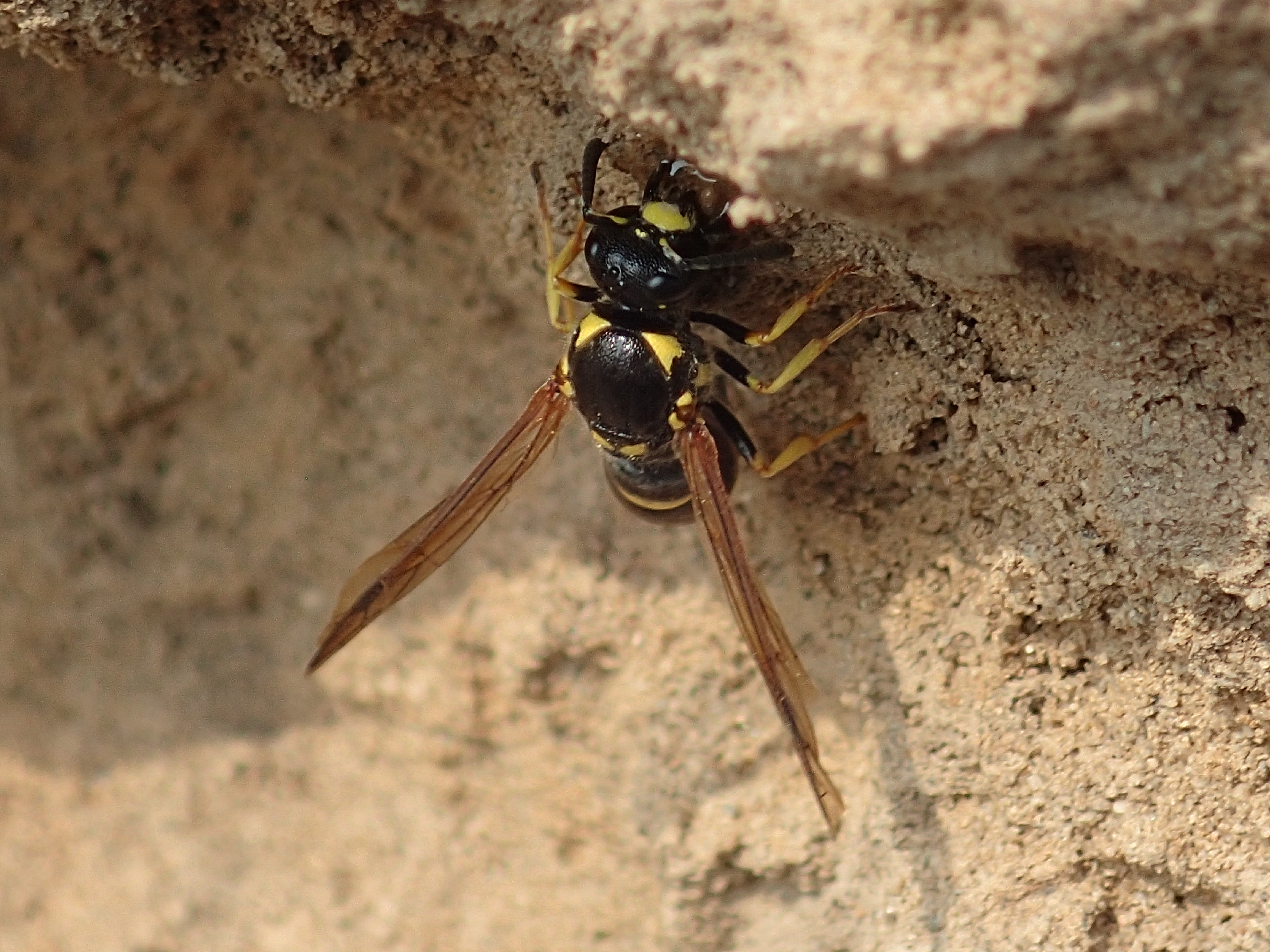 Een deukmetselwesp spuugt water op de wand van de stierenkuil