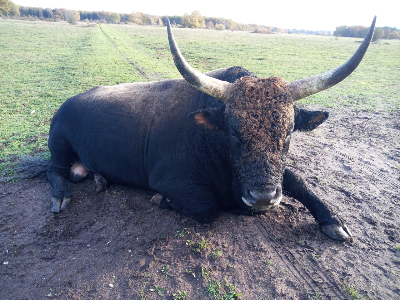 Een indrukwekkende taurosstier