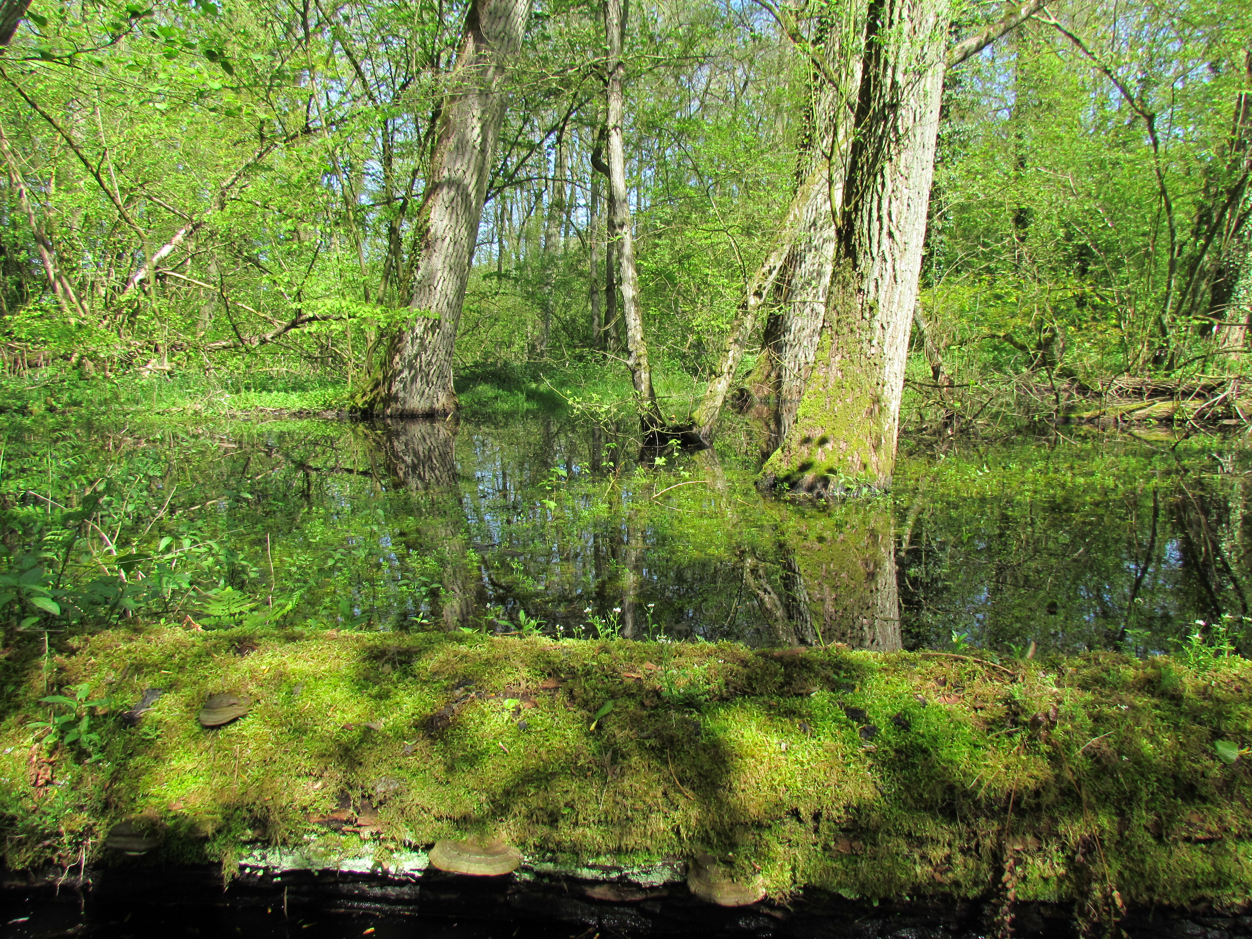 Soortenrijk en natuurlijk leembos in De Geelders