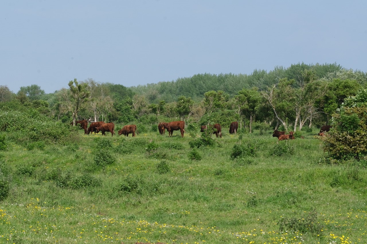 De grazers op de Slikken van de Heen zorgen voor een halfopen landschap. Foto: Esther Linnartz
