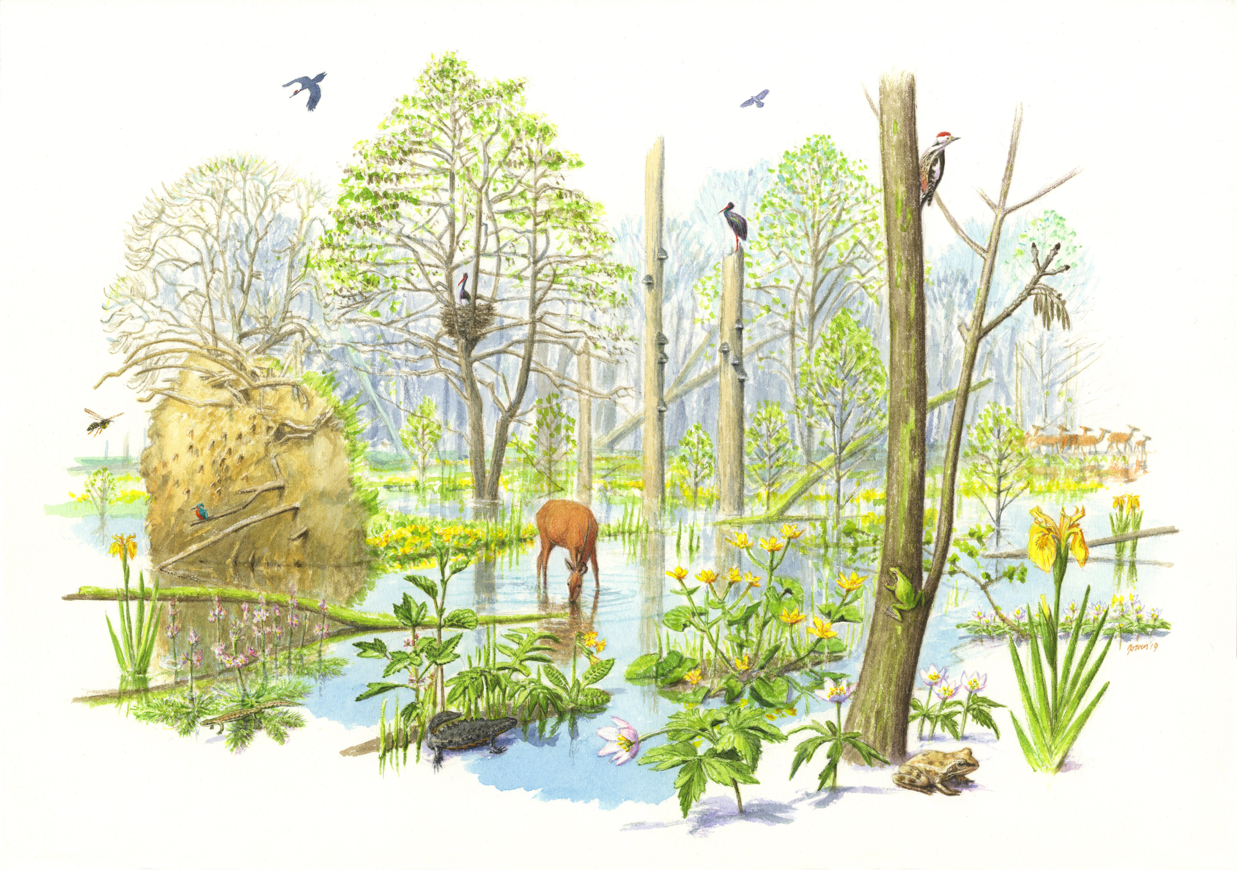Toekomstbeeld van het leembos in de Geelders (Illustratie Jeroen Helmer)