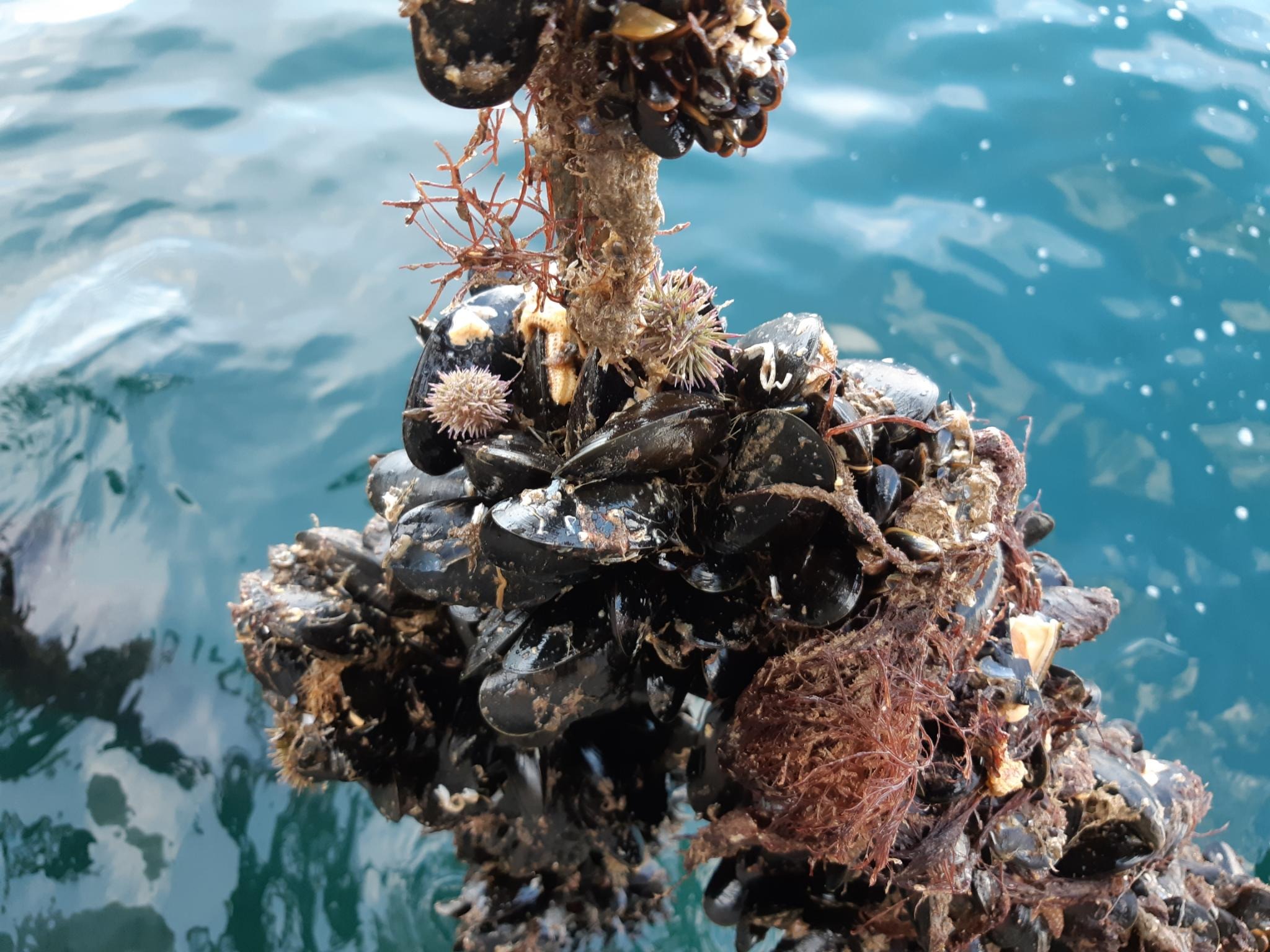 Mosselen aan de lijn in Lyme Bay