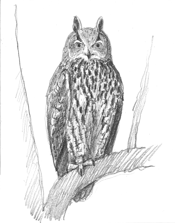 Schets van oehoe in Millingerwaard door ARK-illustrator Jeroen Helmer