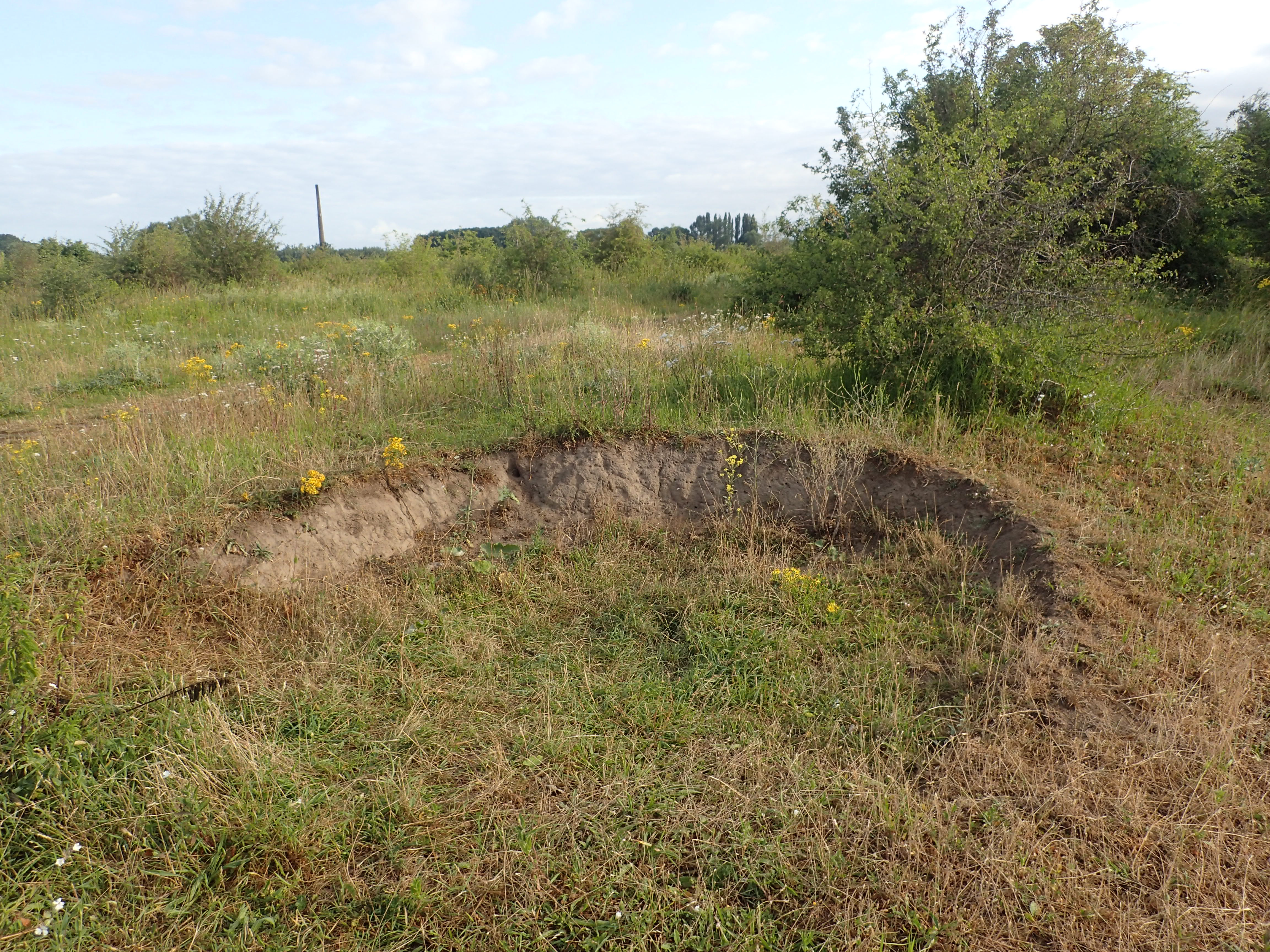 Oude stierenkuil waar de schoorsteenwesp haar nesten bouwt