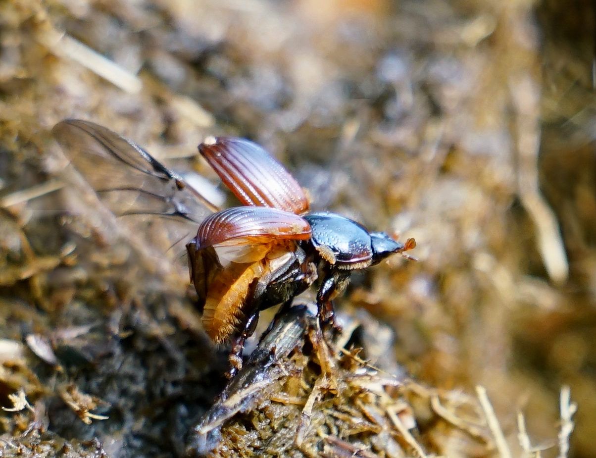 roodschildveldmestkever