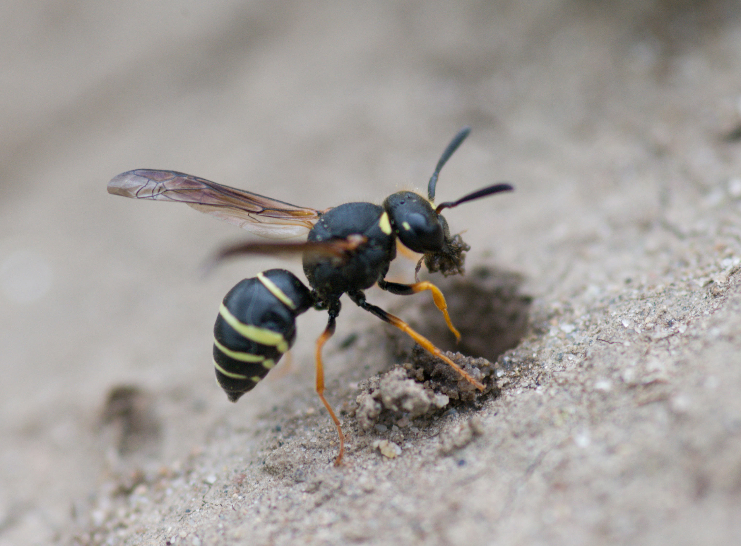Het vrouwtje van de schoorsteenwesp verschijnt opvallend genoeg bij de stierenkuil als de stieren het meest actief zijn 