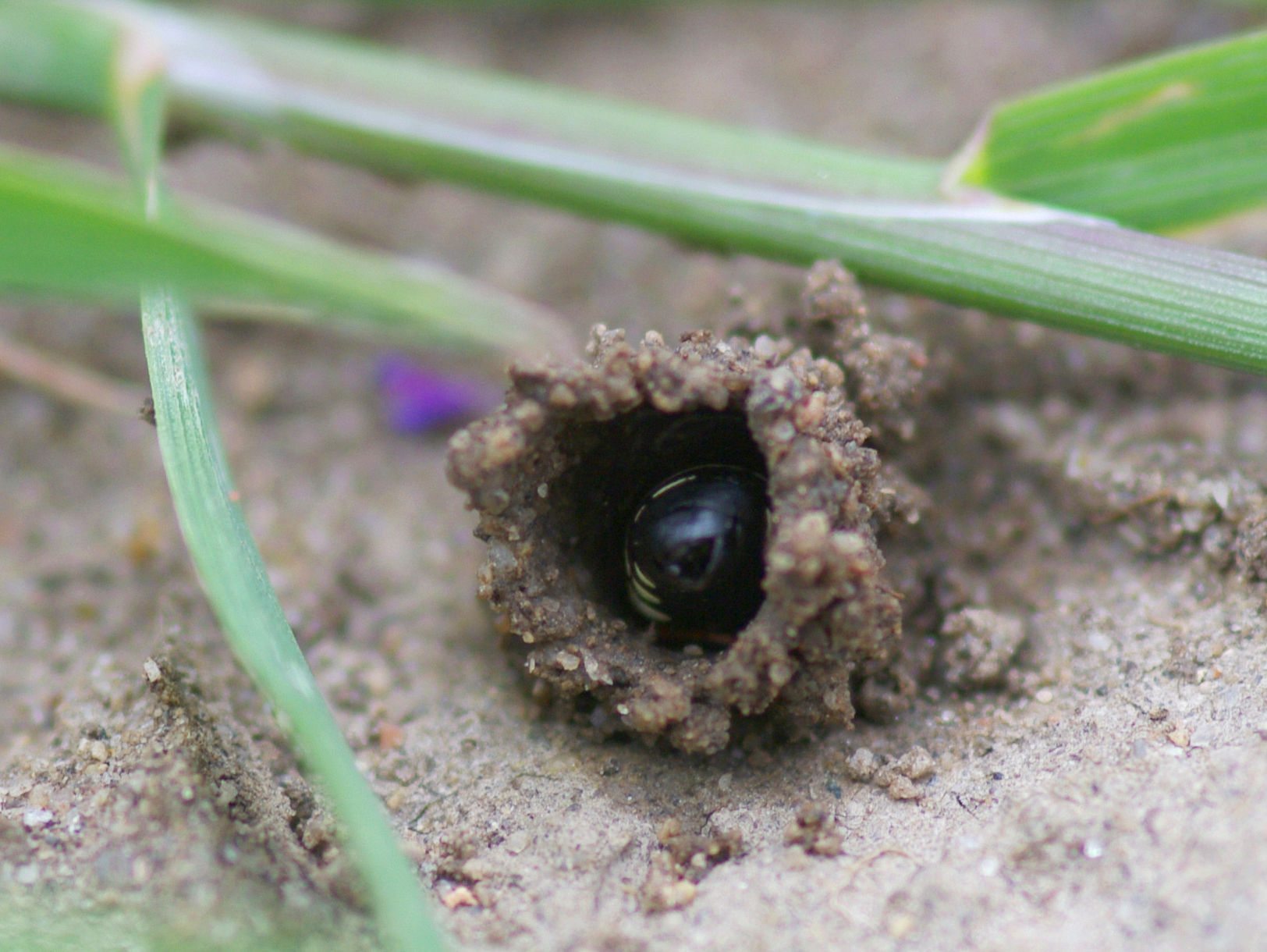 De schoorsteenwesp bouwt zijn schoorsteentje