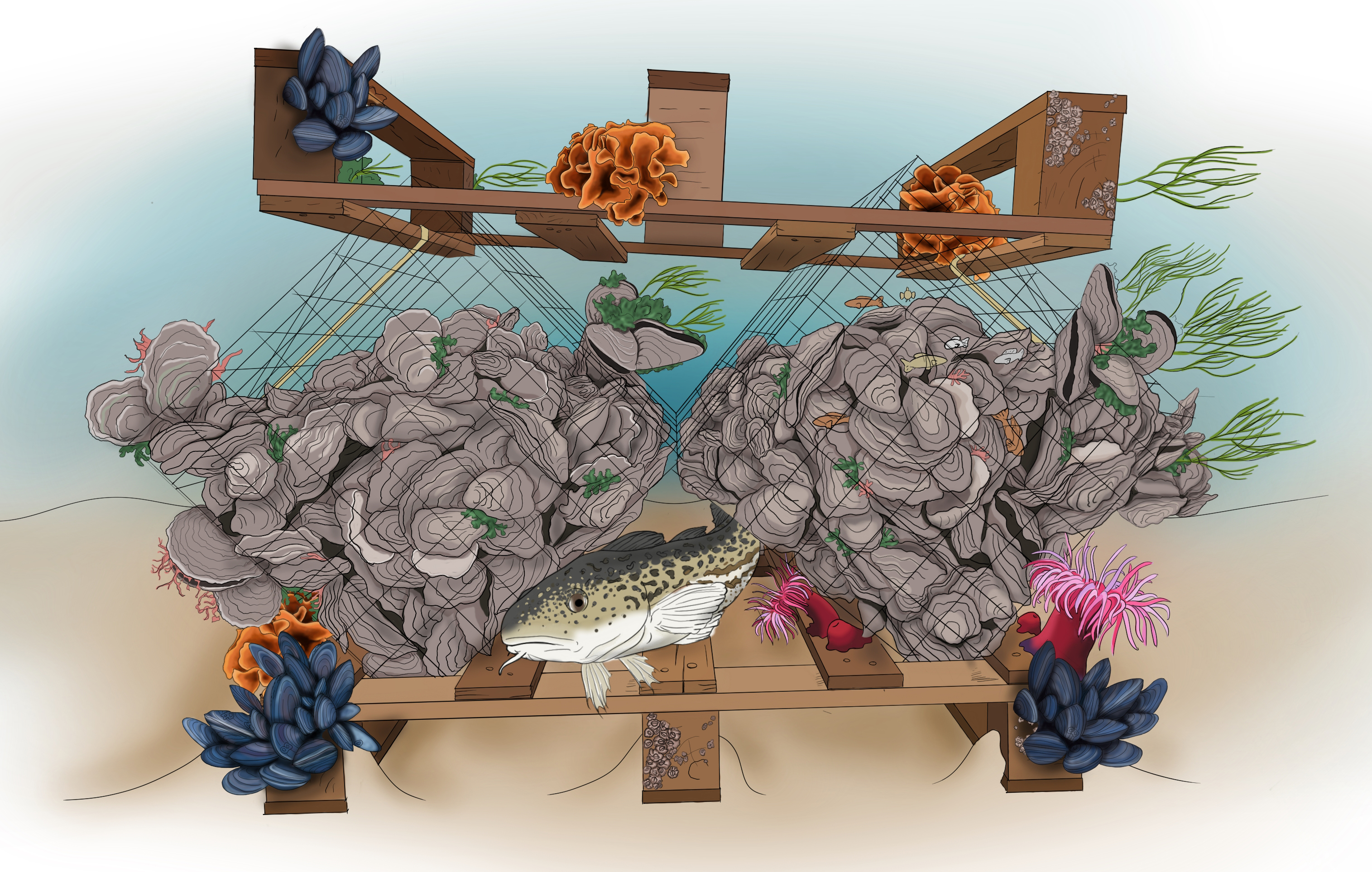 Sketch Biodiversity design project rewilding the Northsea