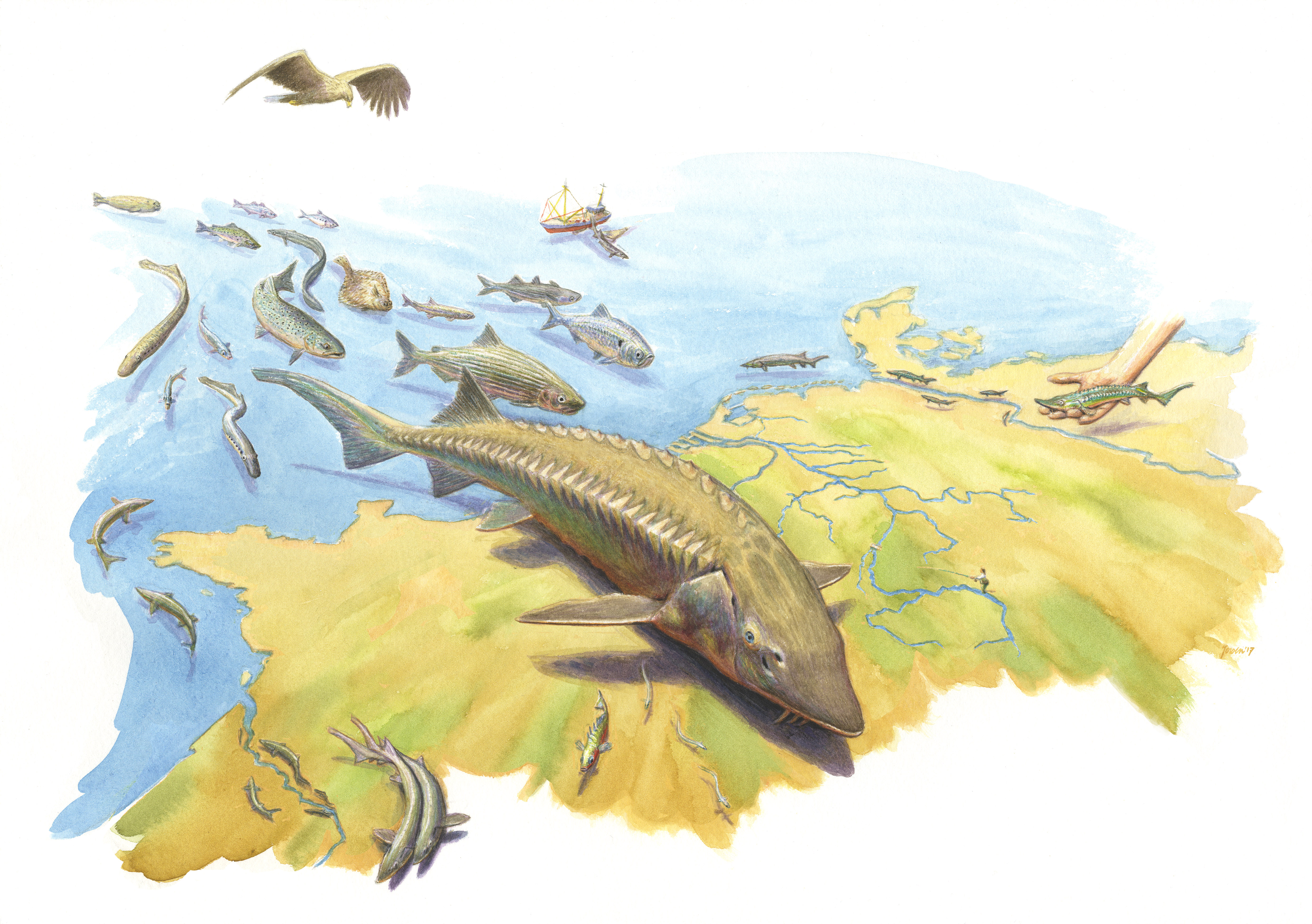 Boegbeeld Steur in de  Rijn. © Jeroen Helmer