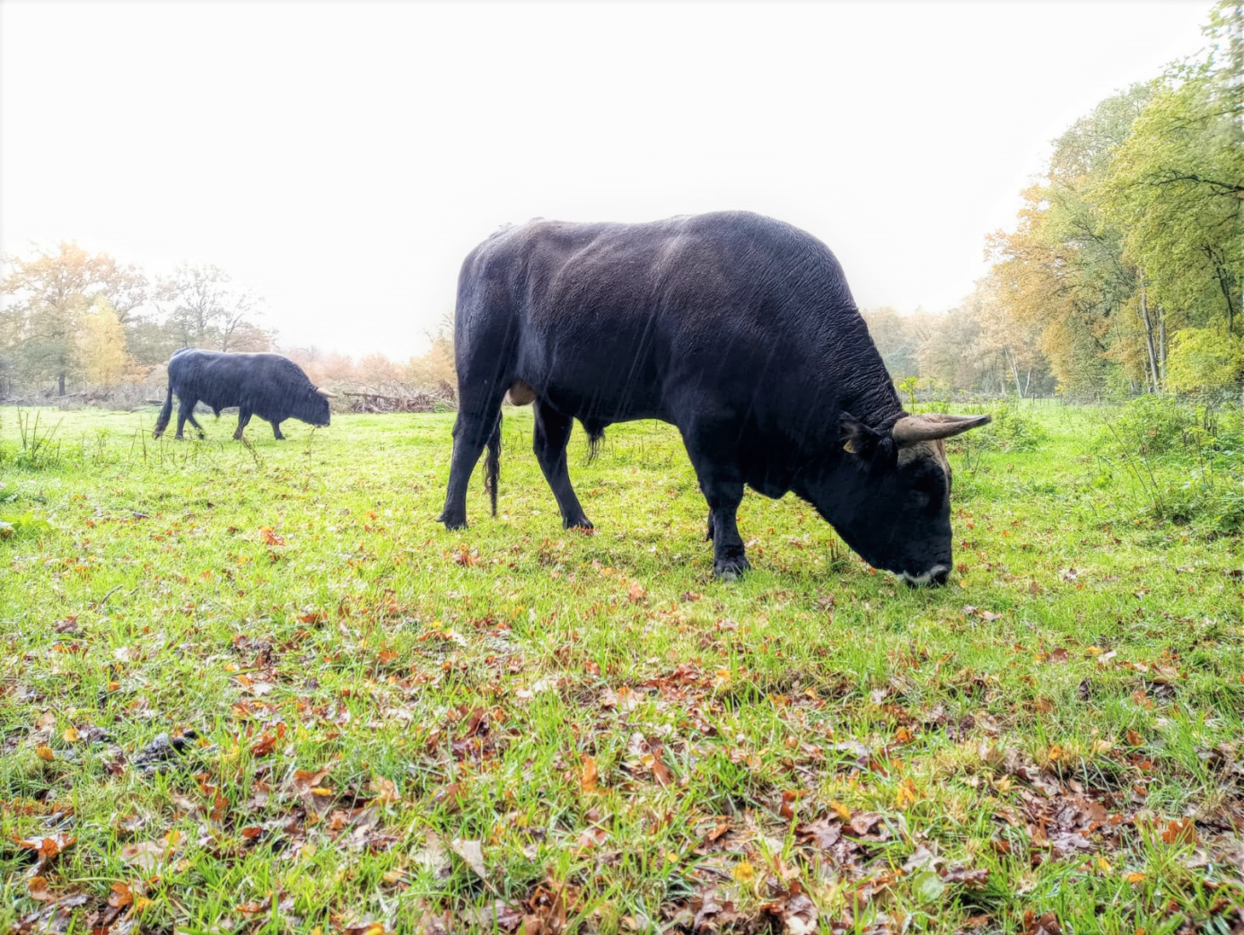 Vooral de stieren trekken al door het gehele gebied na de koppeling met Herperduin