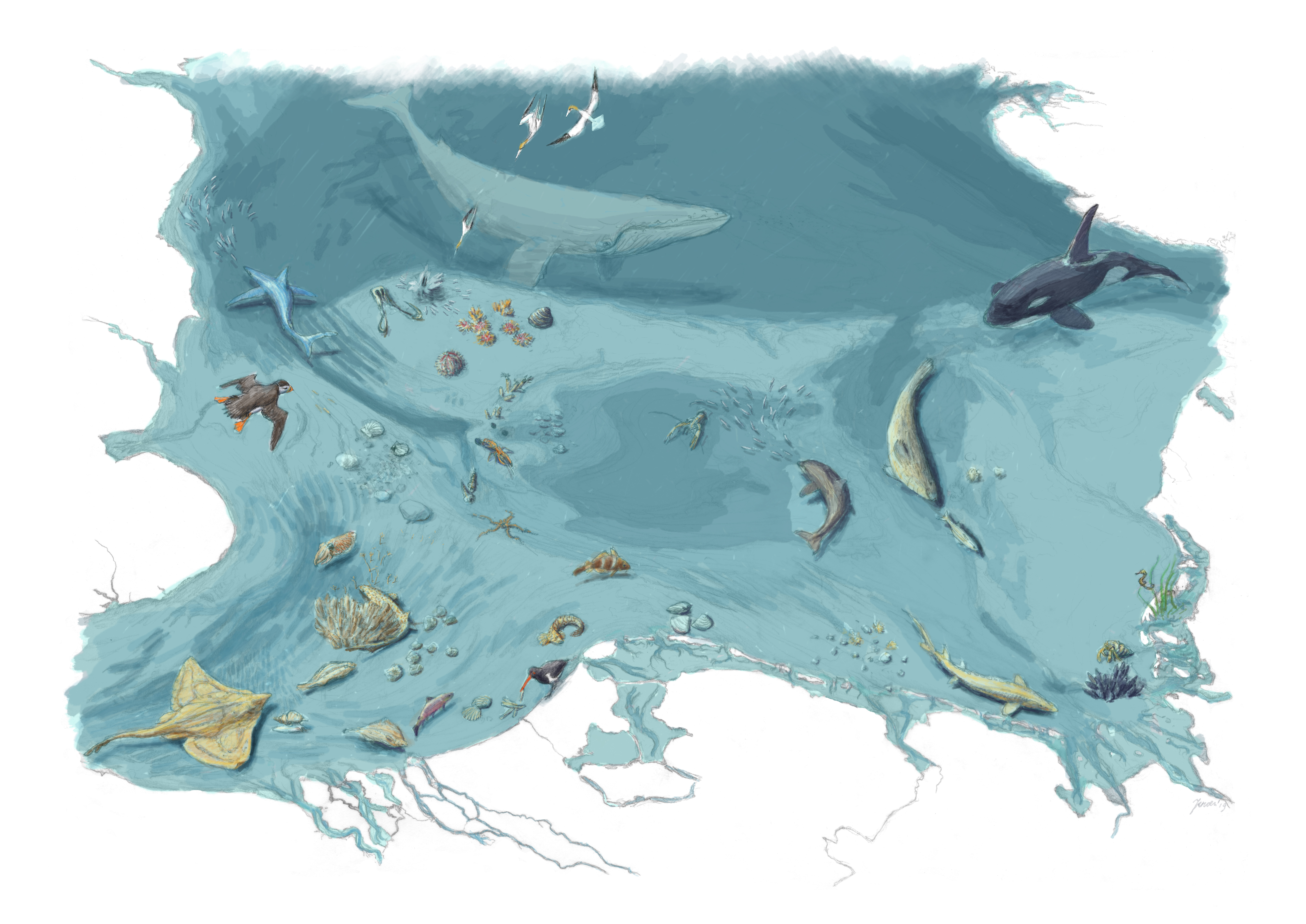 Vitale populaties haaien en roggen zijn nodig voor een gezonde Noordzee