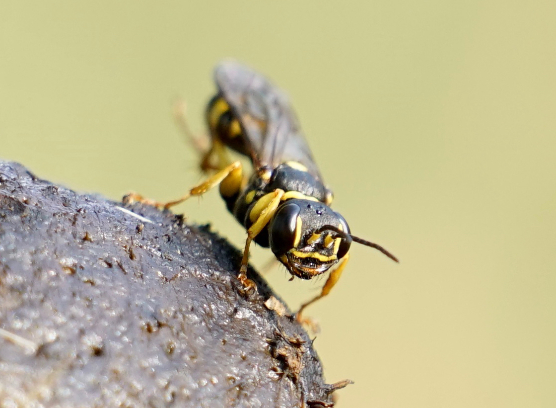 Gewone vliegendoder op paardenpoep. Foto: Twan Teunissen
