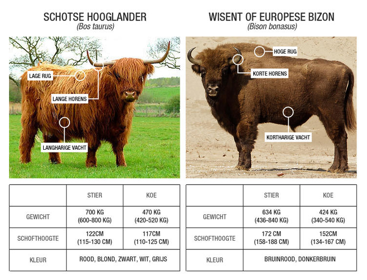 Beeld: wisentproject Kraansvlak