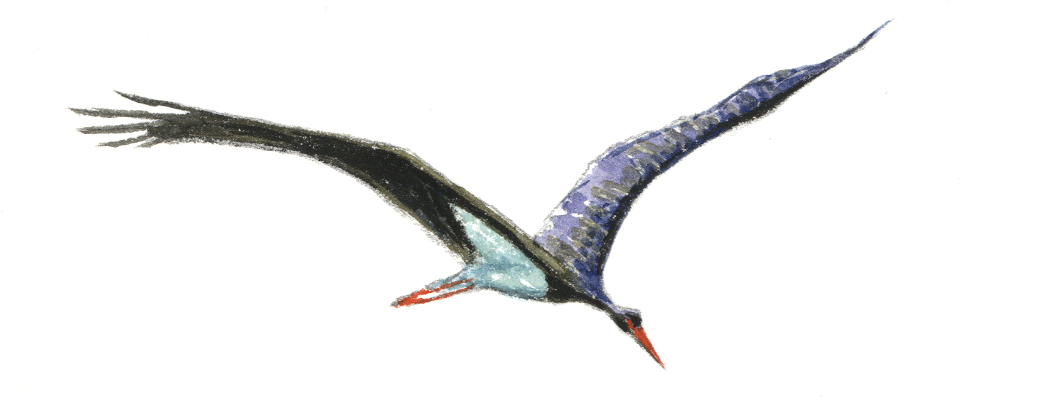Zwarte Ooievaar, tekening Jeroen Helmer / ARK Rewilding Nederland