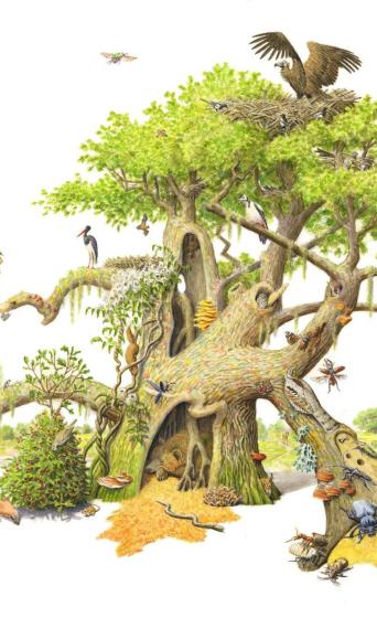 Tekening van de eik gemaakt door Jeroen Helmer