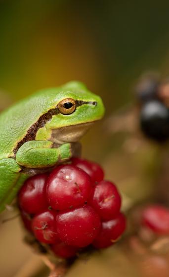 Boomkikker op een onrijpe braam