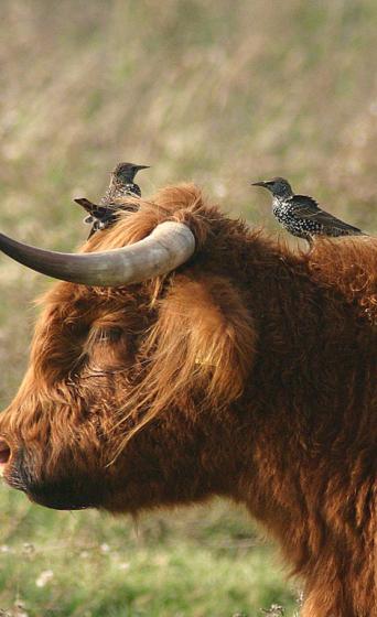 Spreeuwen op een Schotse hooglander