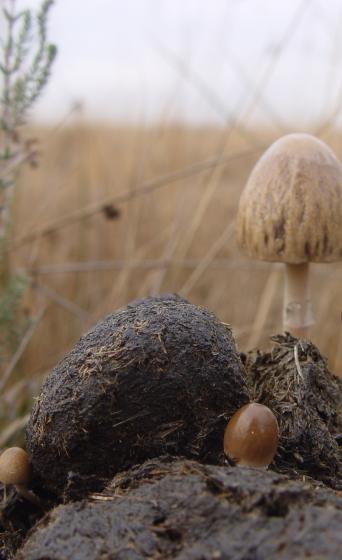 Paddestoelen groeiend op mest van grazers